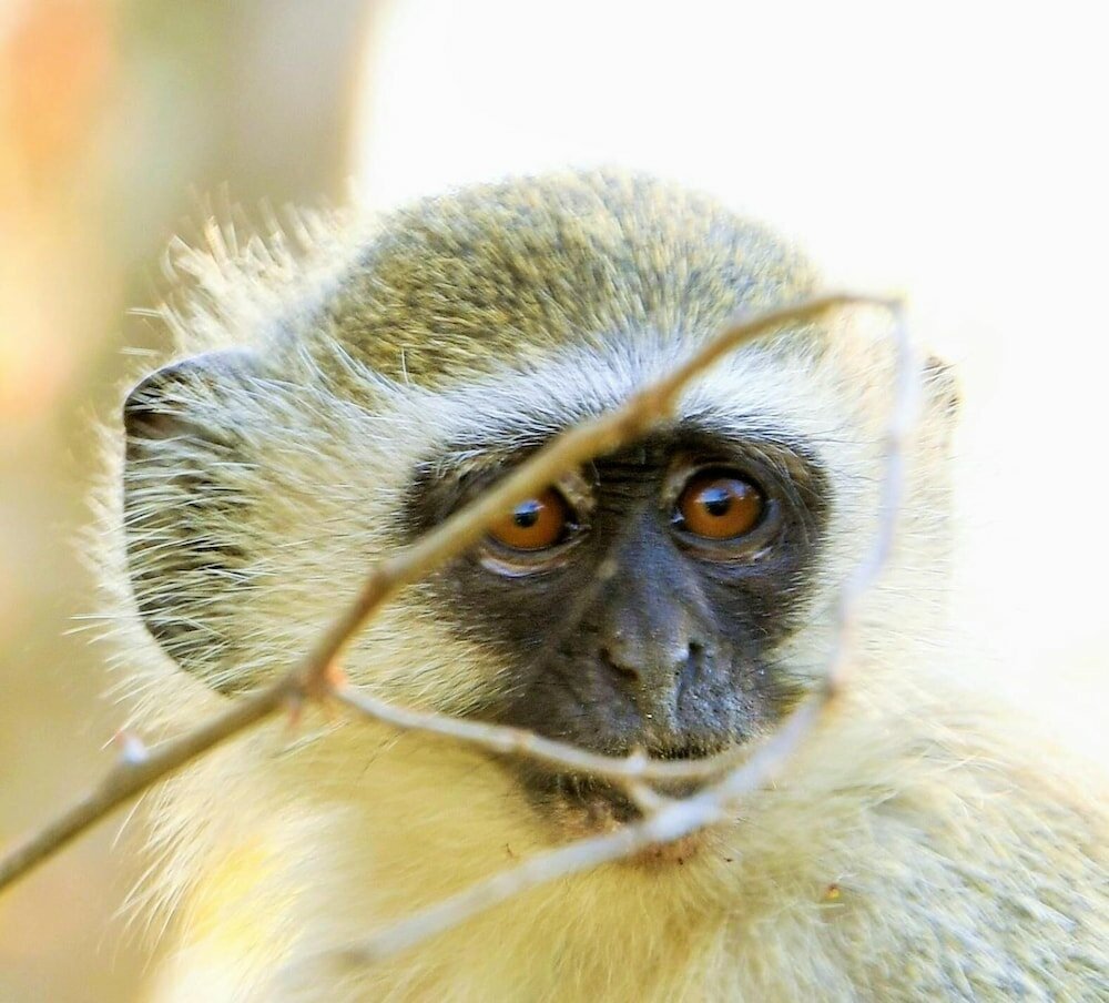 Фото Bona Ngwenya Lodge