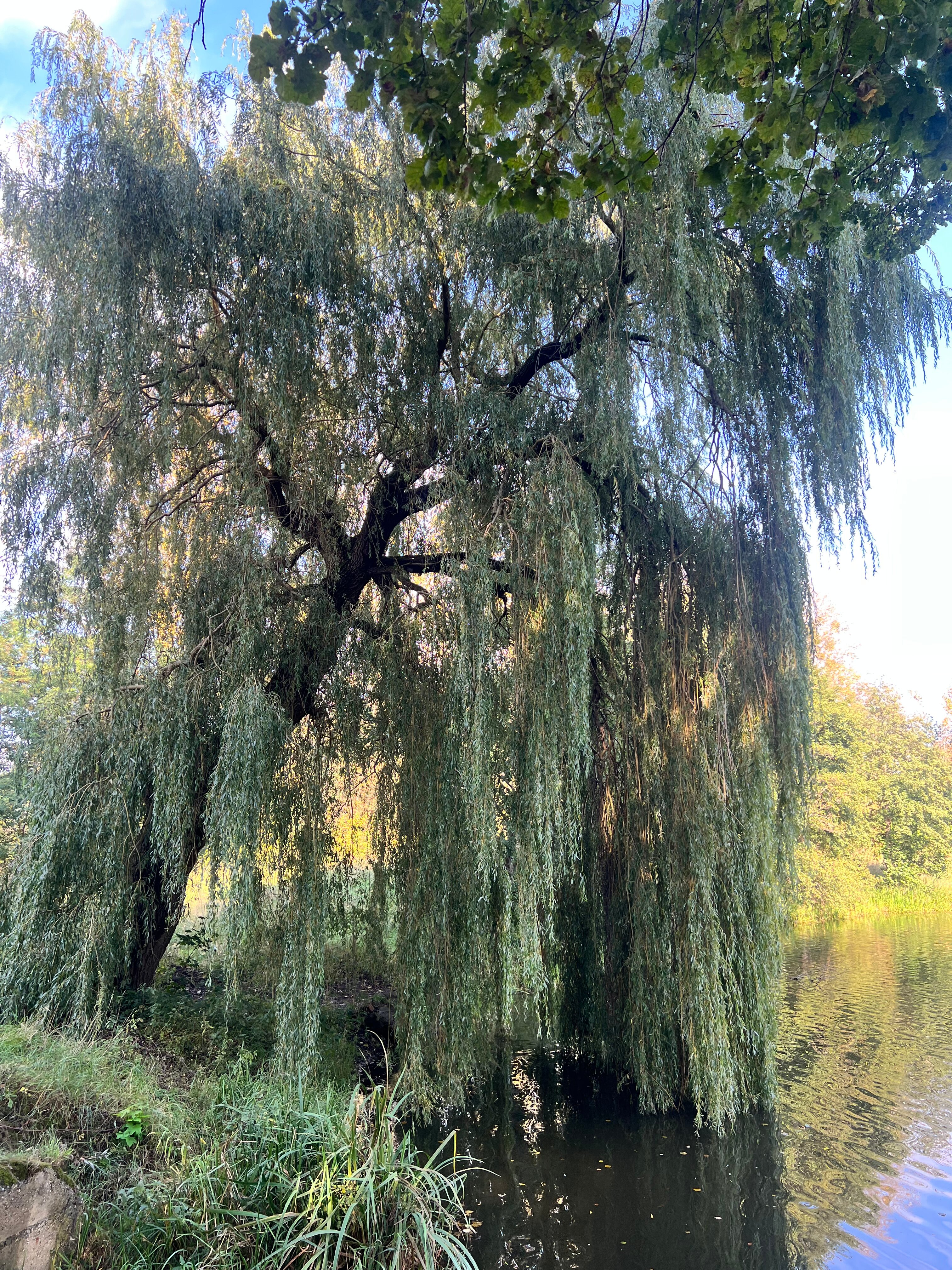 Фото Филипп