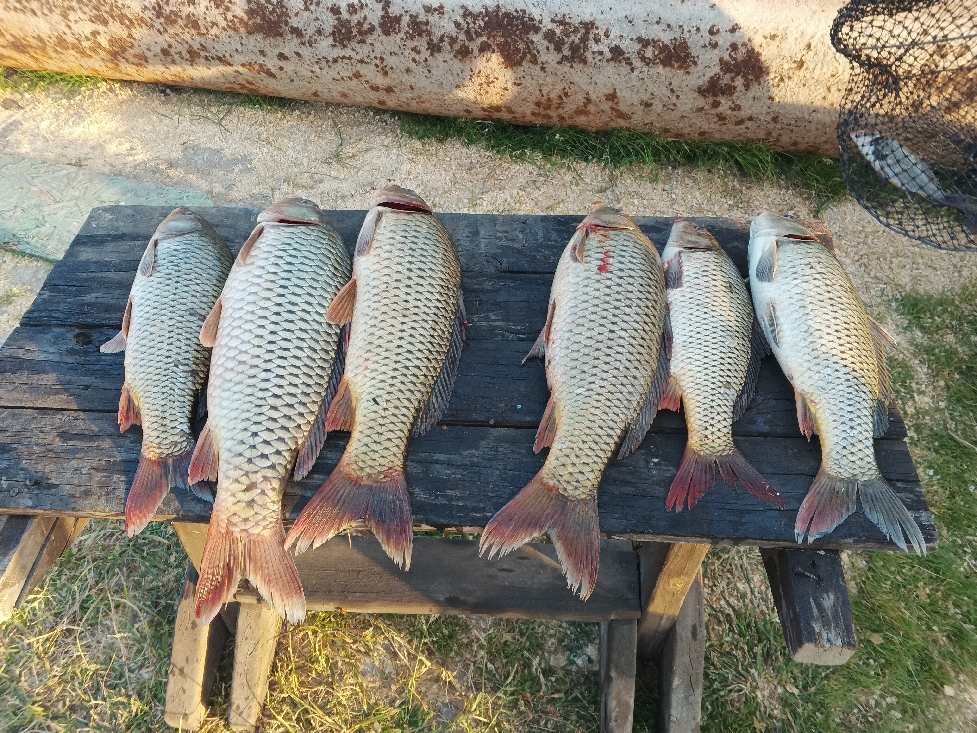 Фото Зеленга