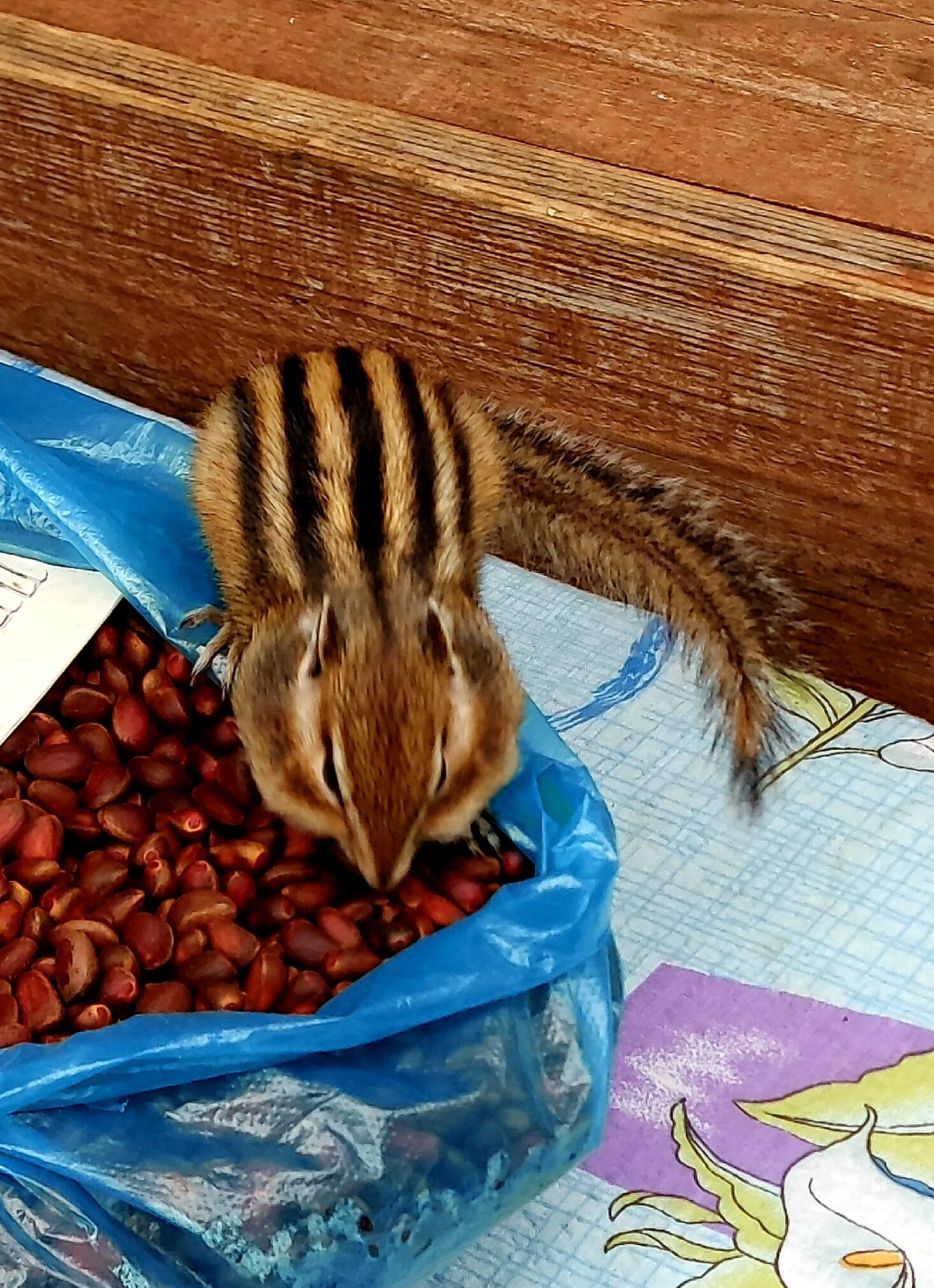 Фото Вилла Империя