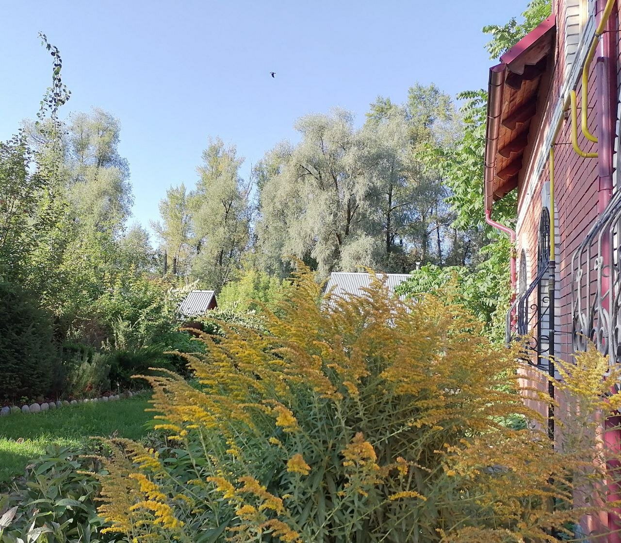 Фото Орешек