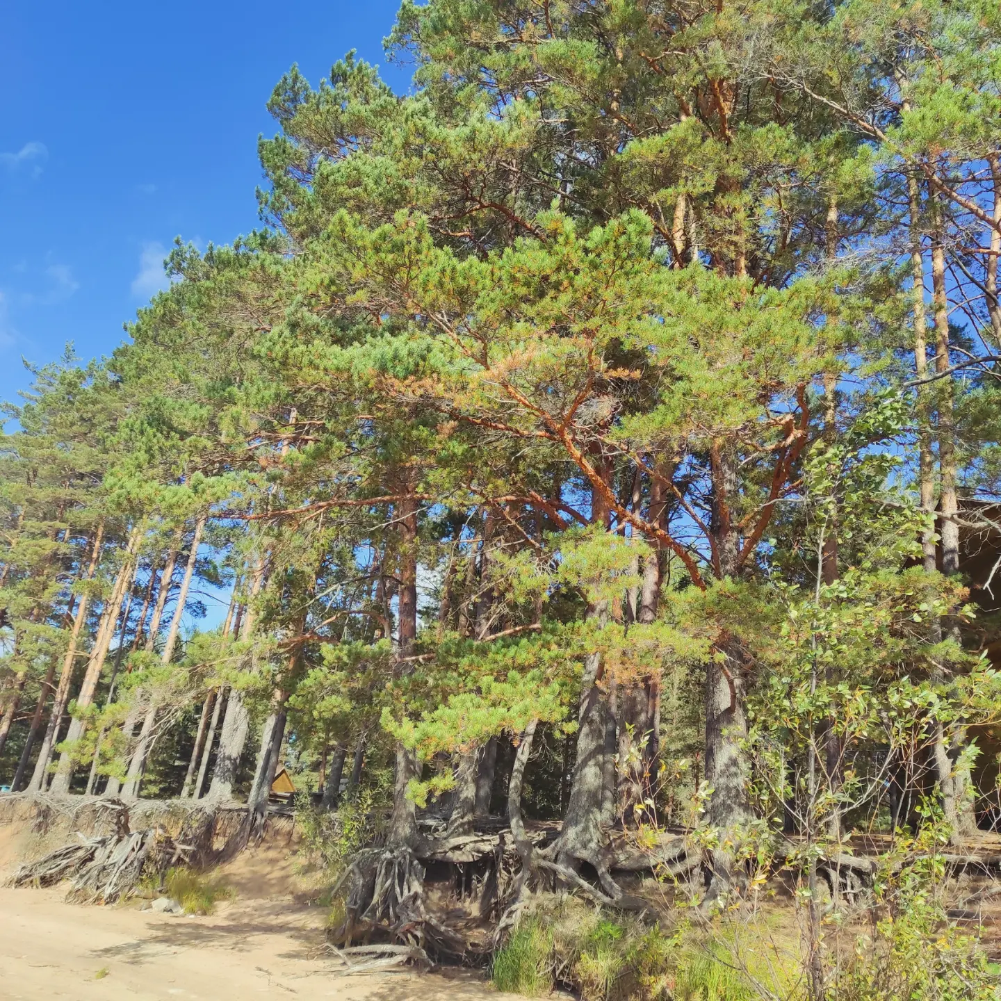 Фото Орлинка