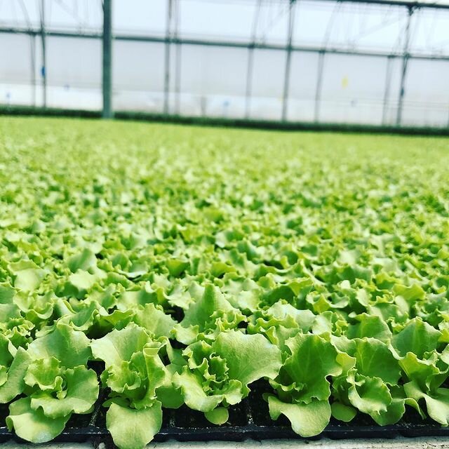 Garden center Iklim Fide Uretim Tesisleri, Antalya, photo