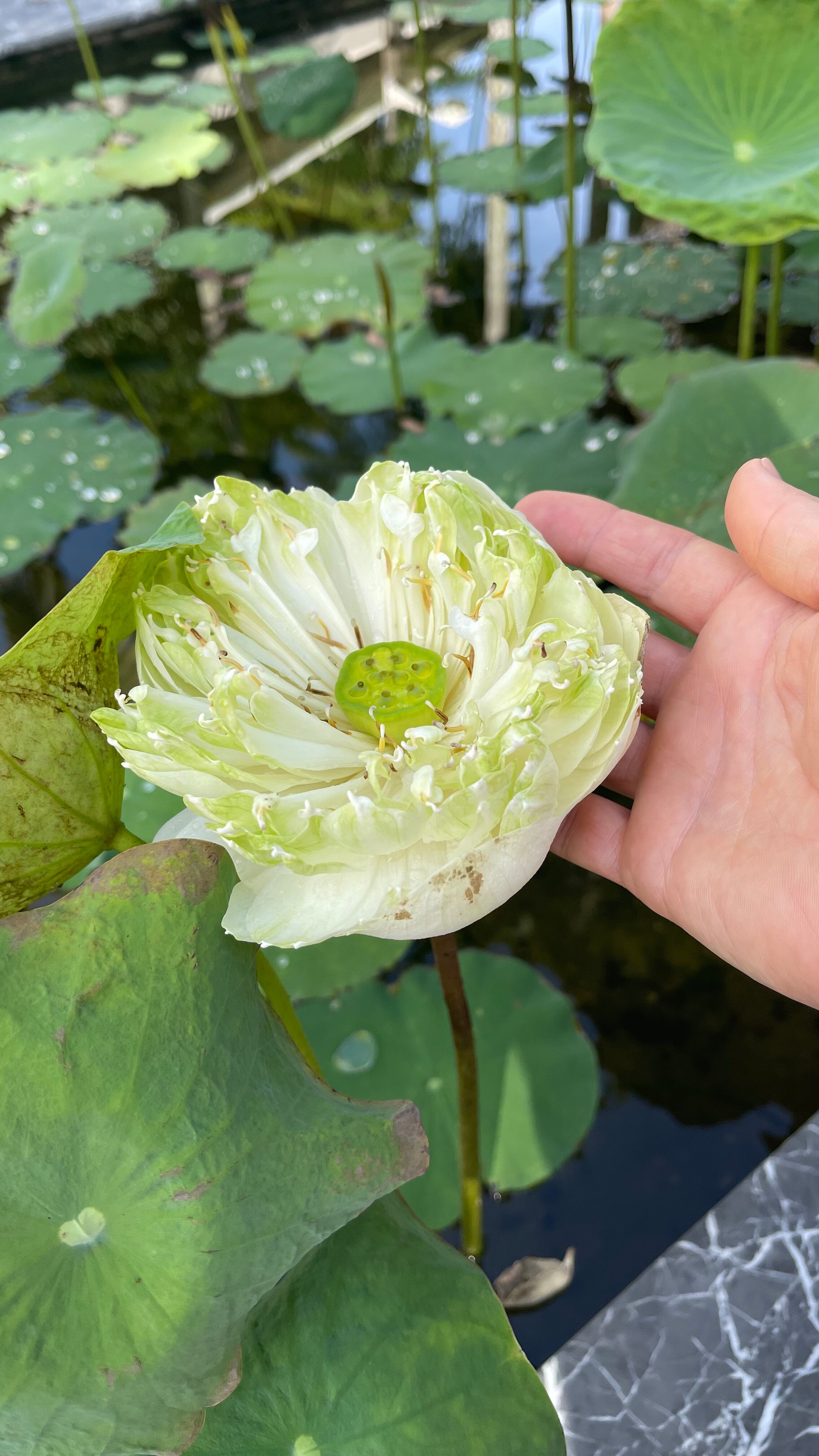 Фото Grand Mercure Khao Lak Bangsak