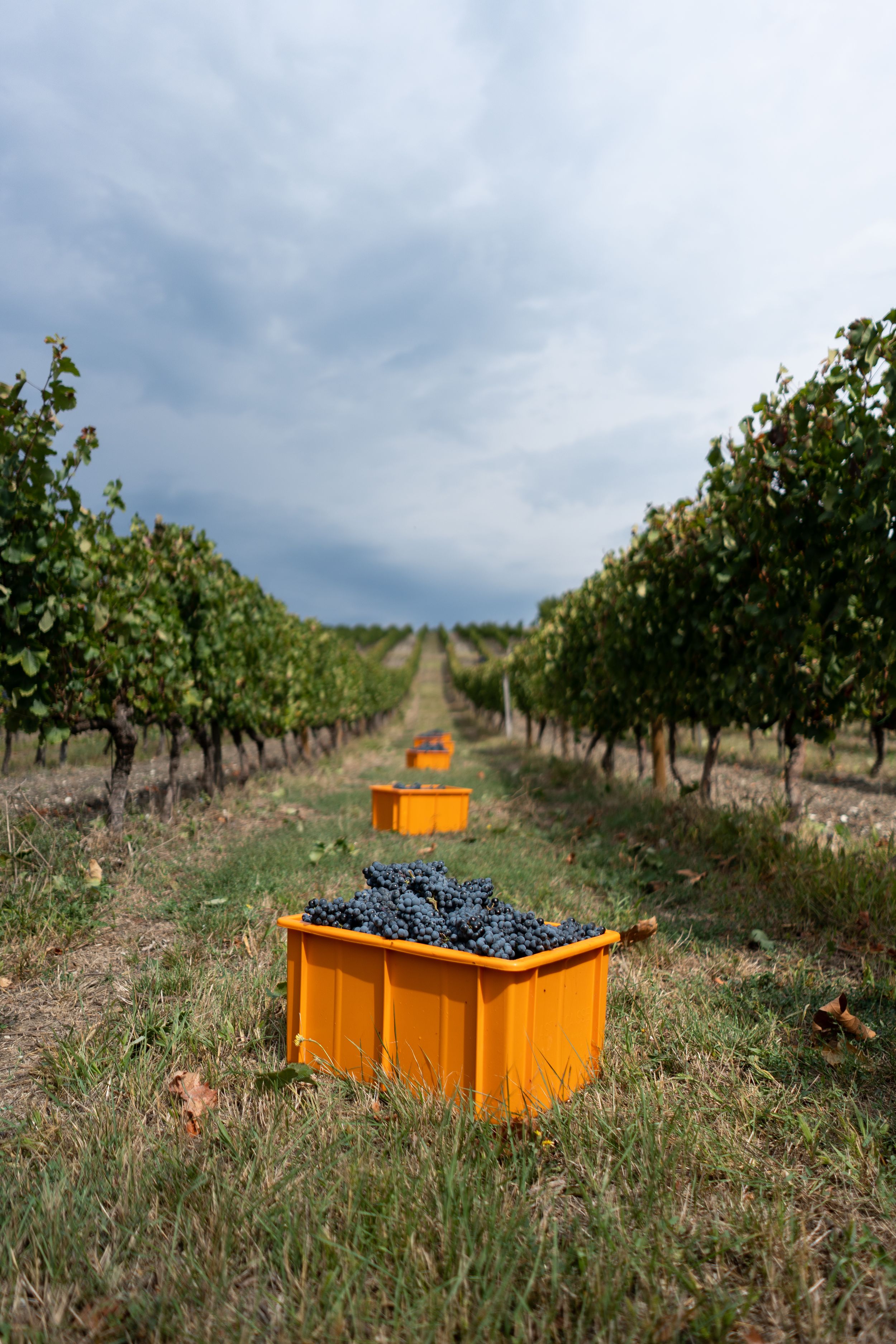 Фото Бюрнье