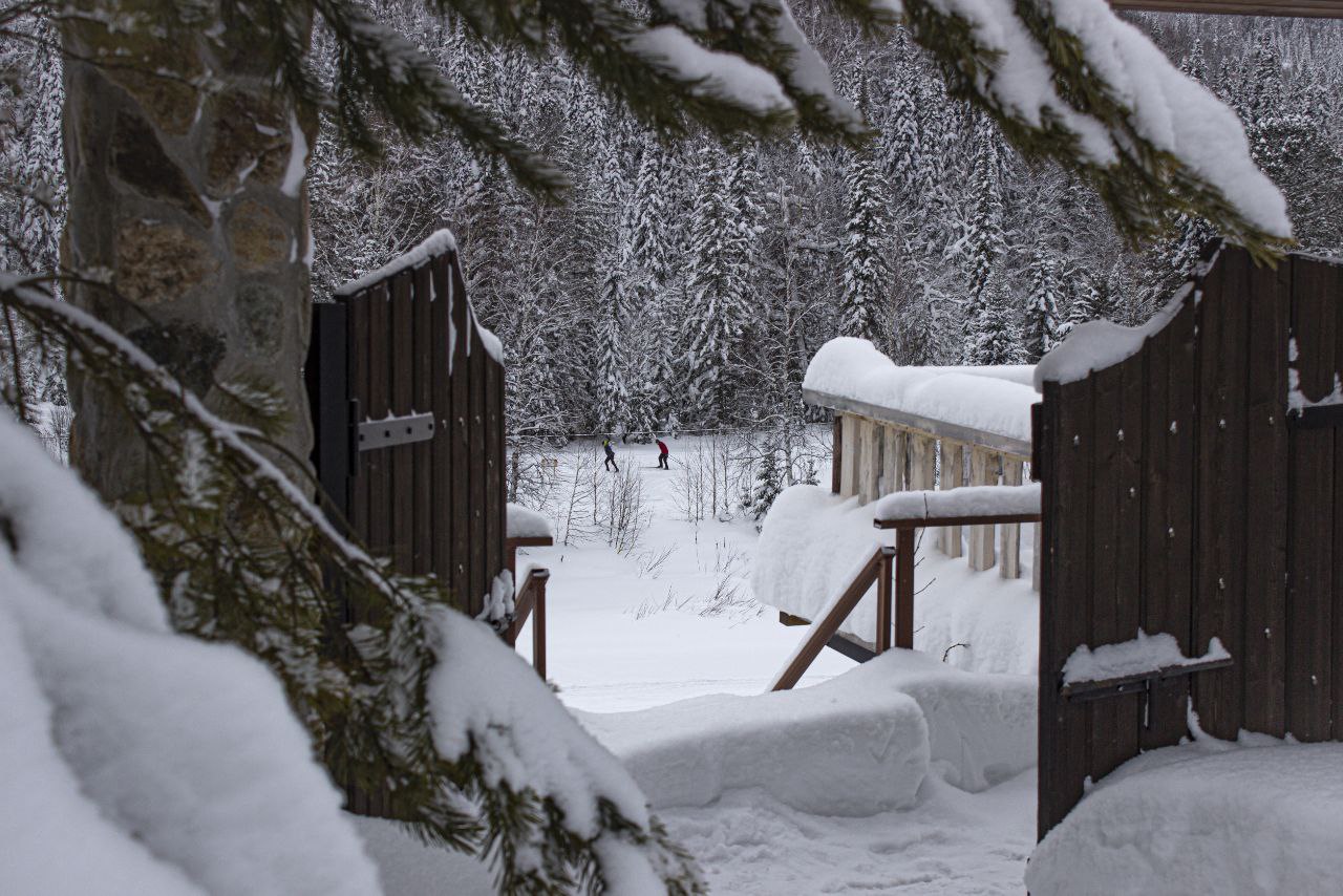 Фото Золотая сова