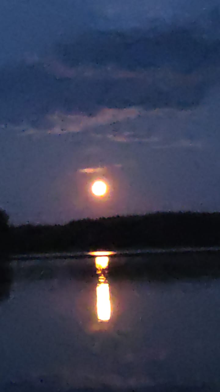 Фото Лесная дача