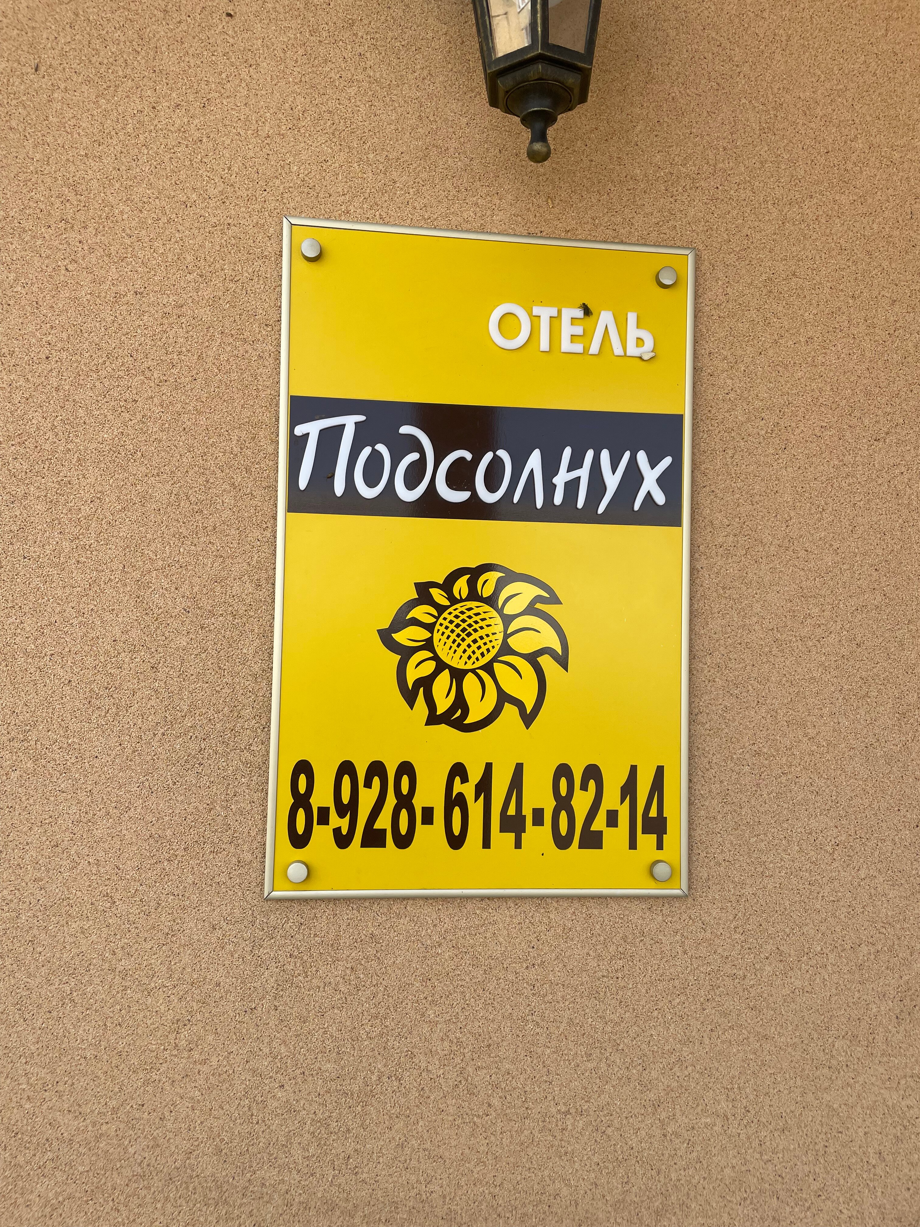 Фото Подсолнух