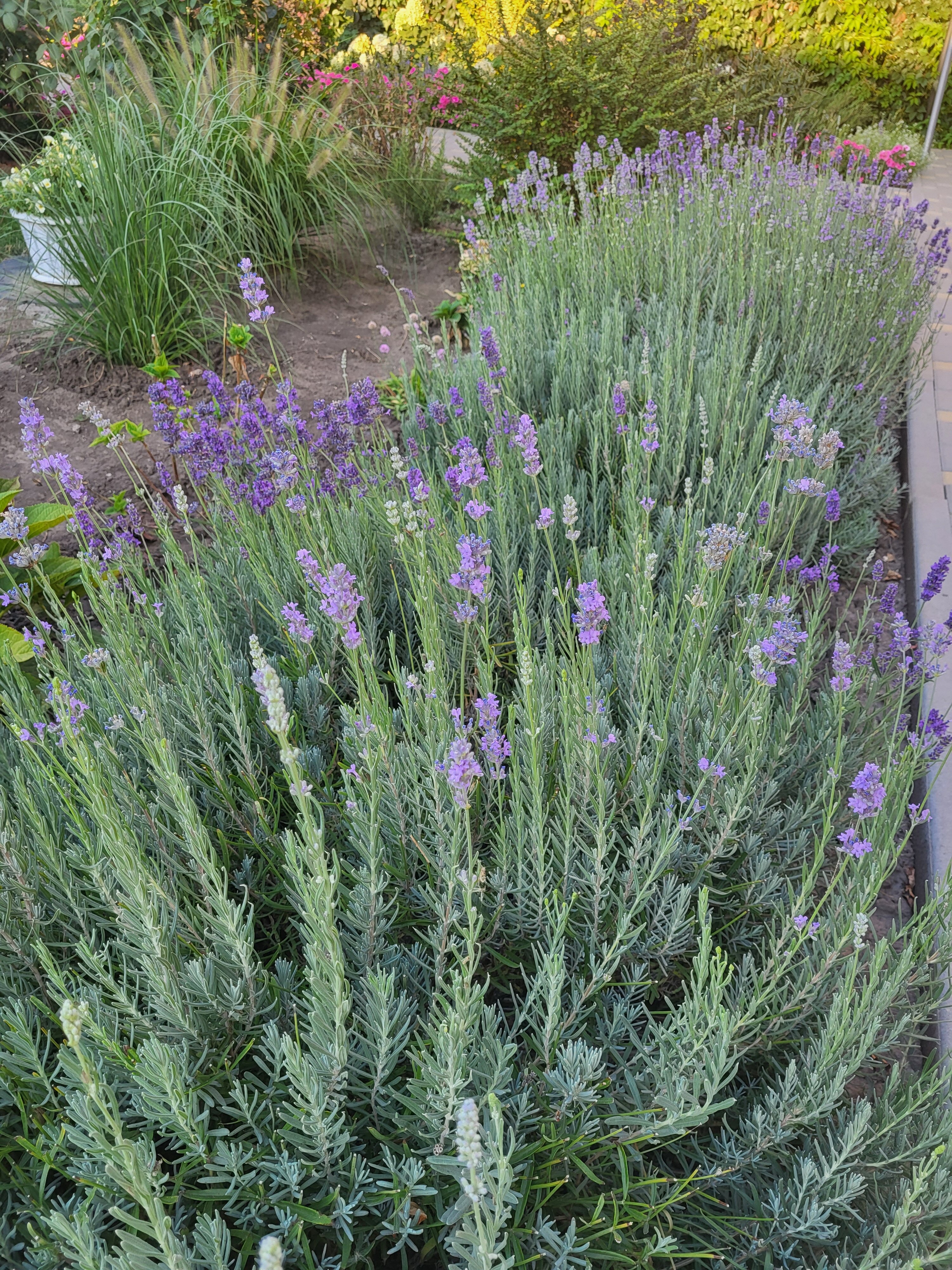 Фото Крыжовник