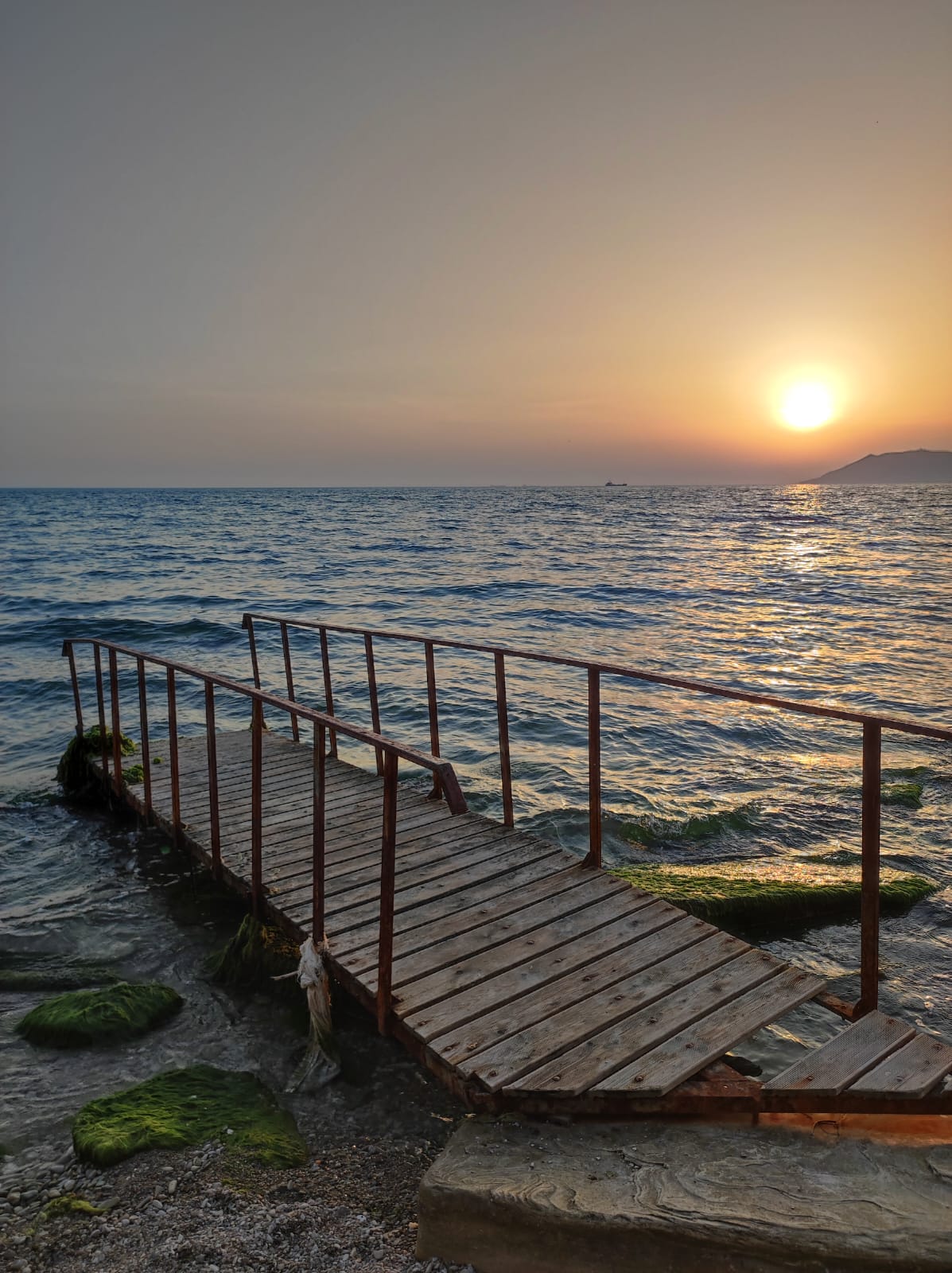 Фото Кедровая роща