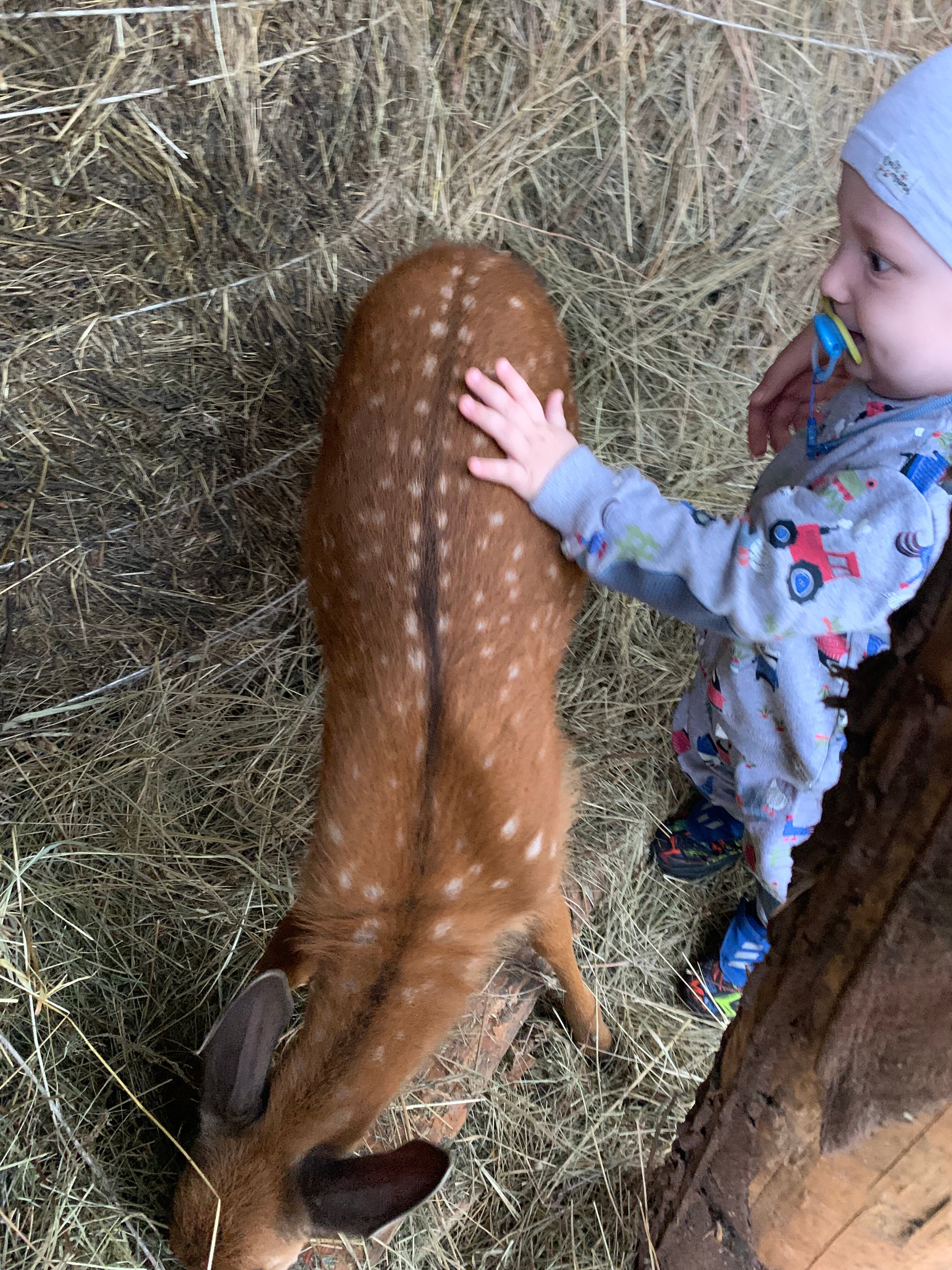 Фото Дикое подворье