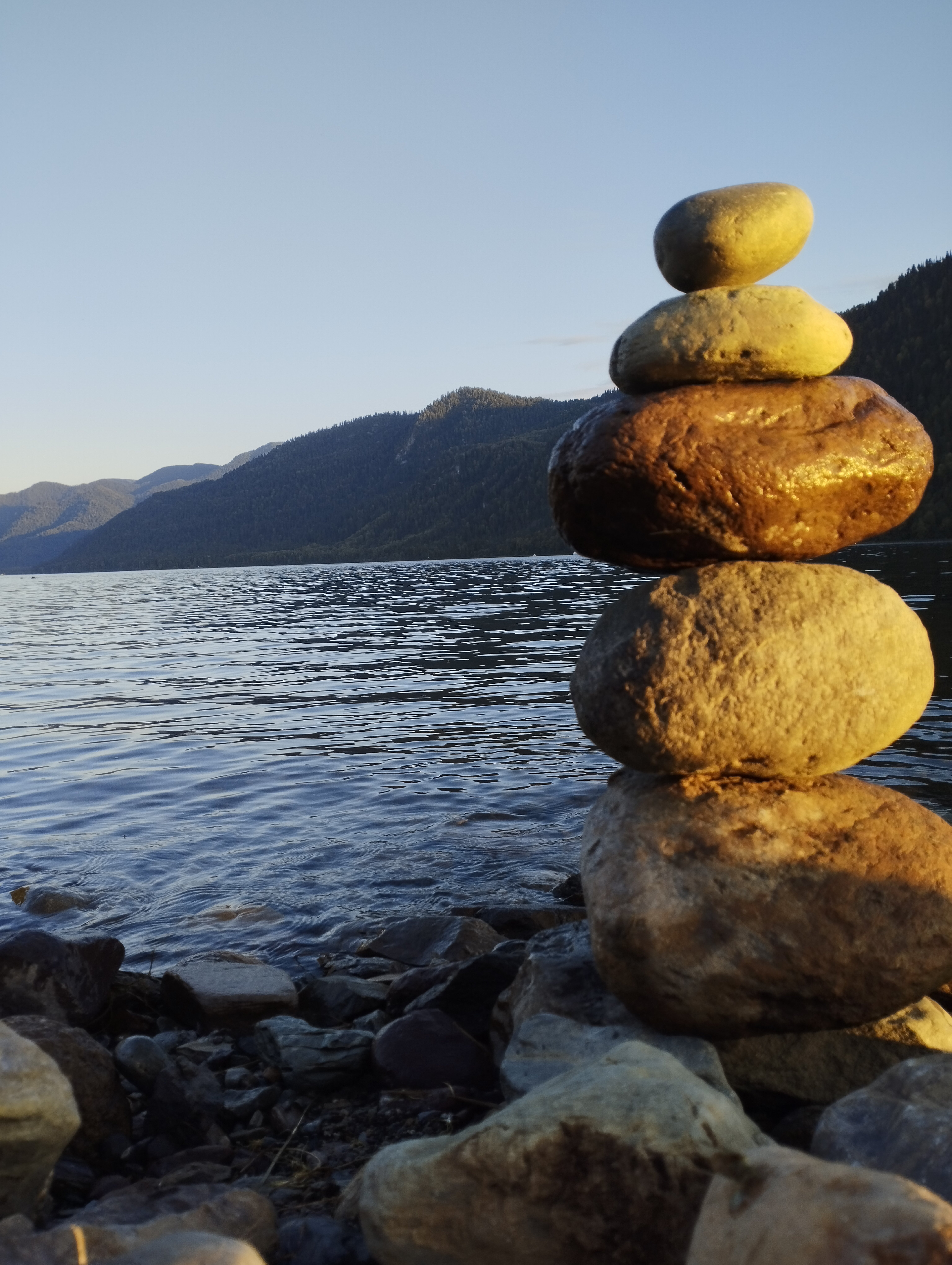 Фото Телецкое золотое