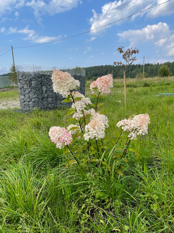 Фото Заячья пристань