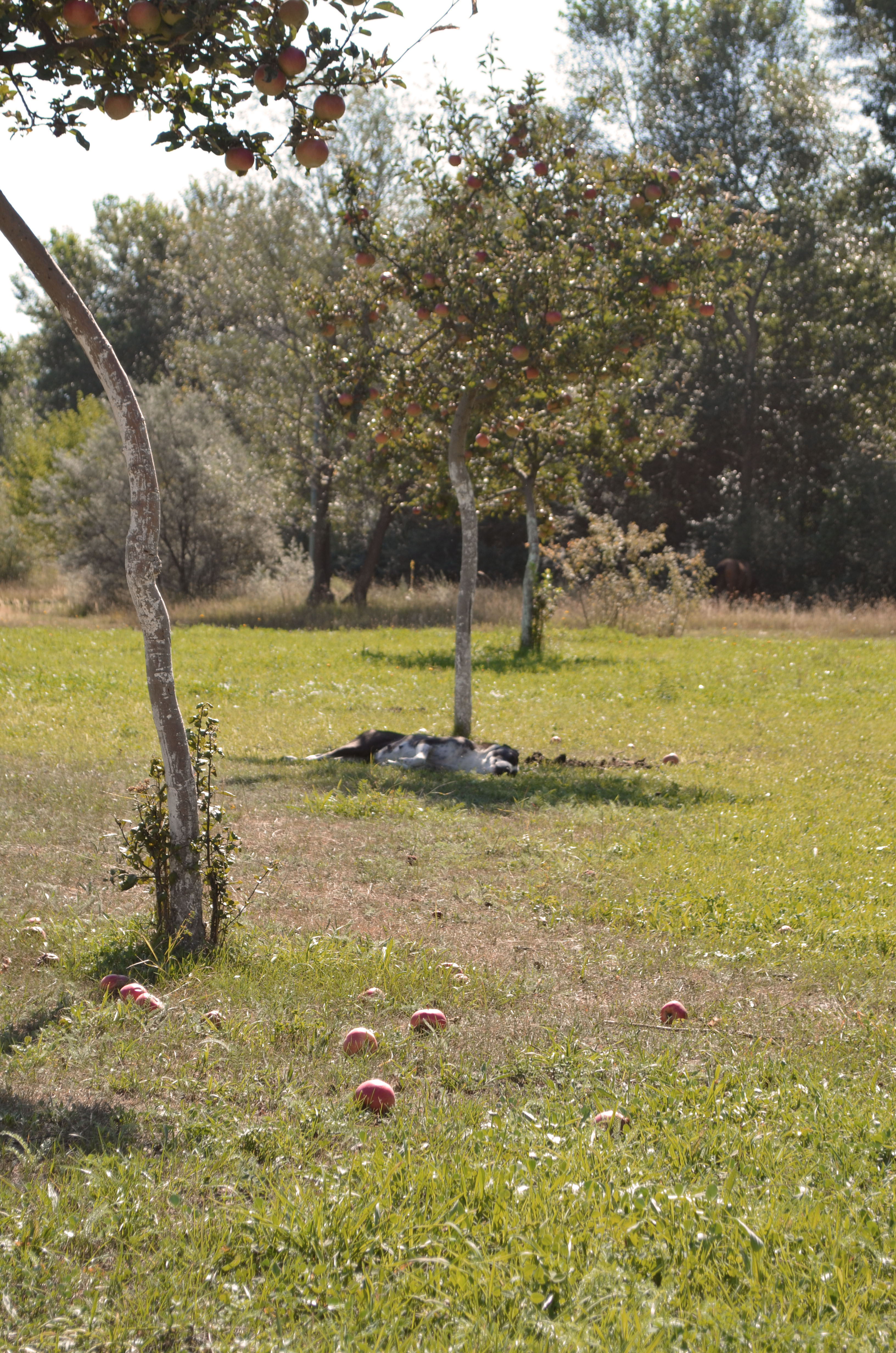 Фото Рагдан