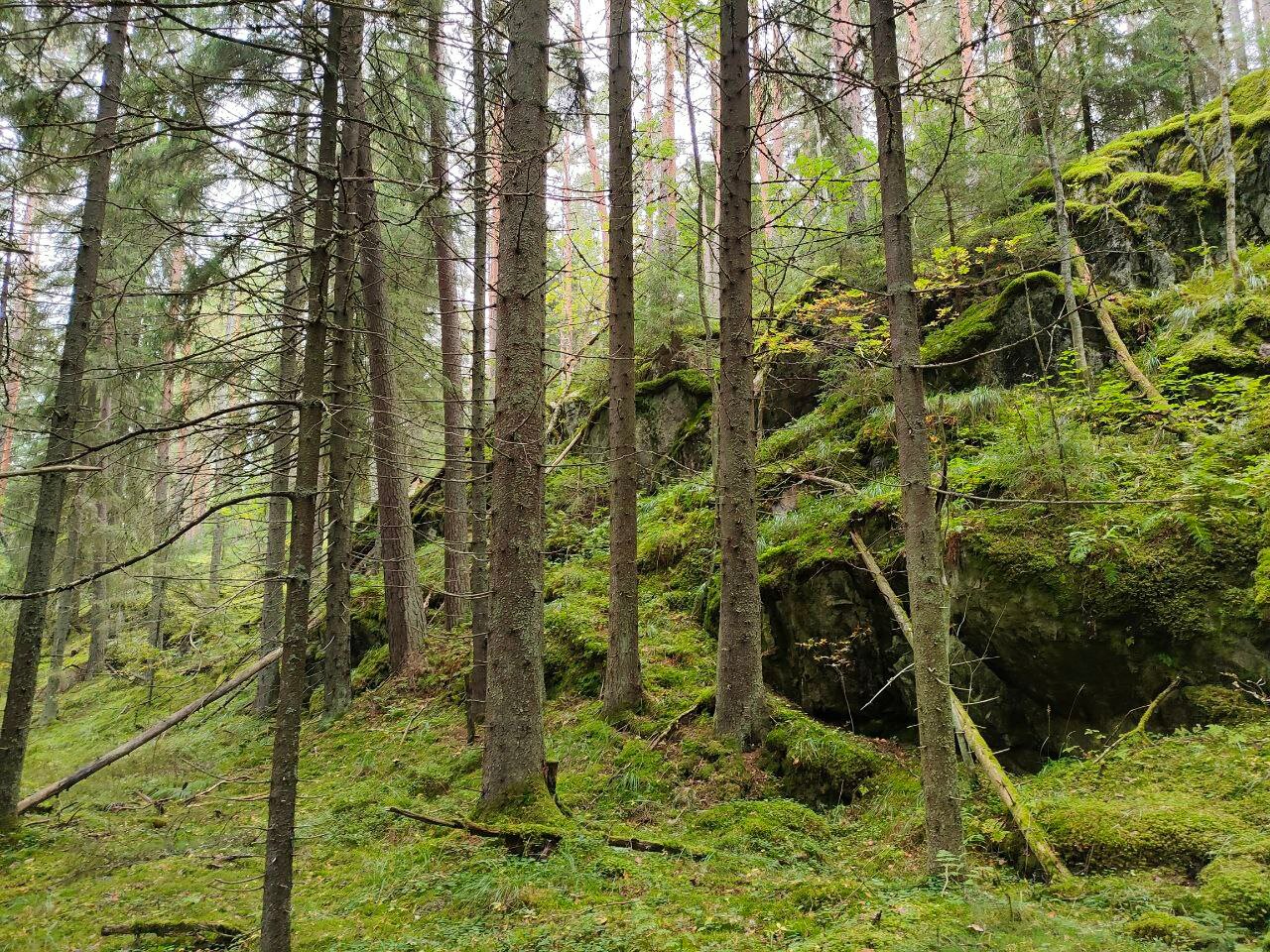 Фото Лесной отель Янисъярви