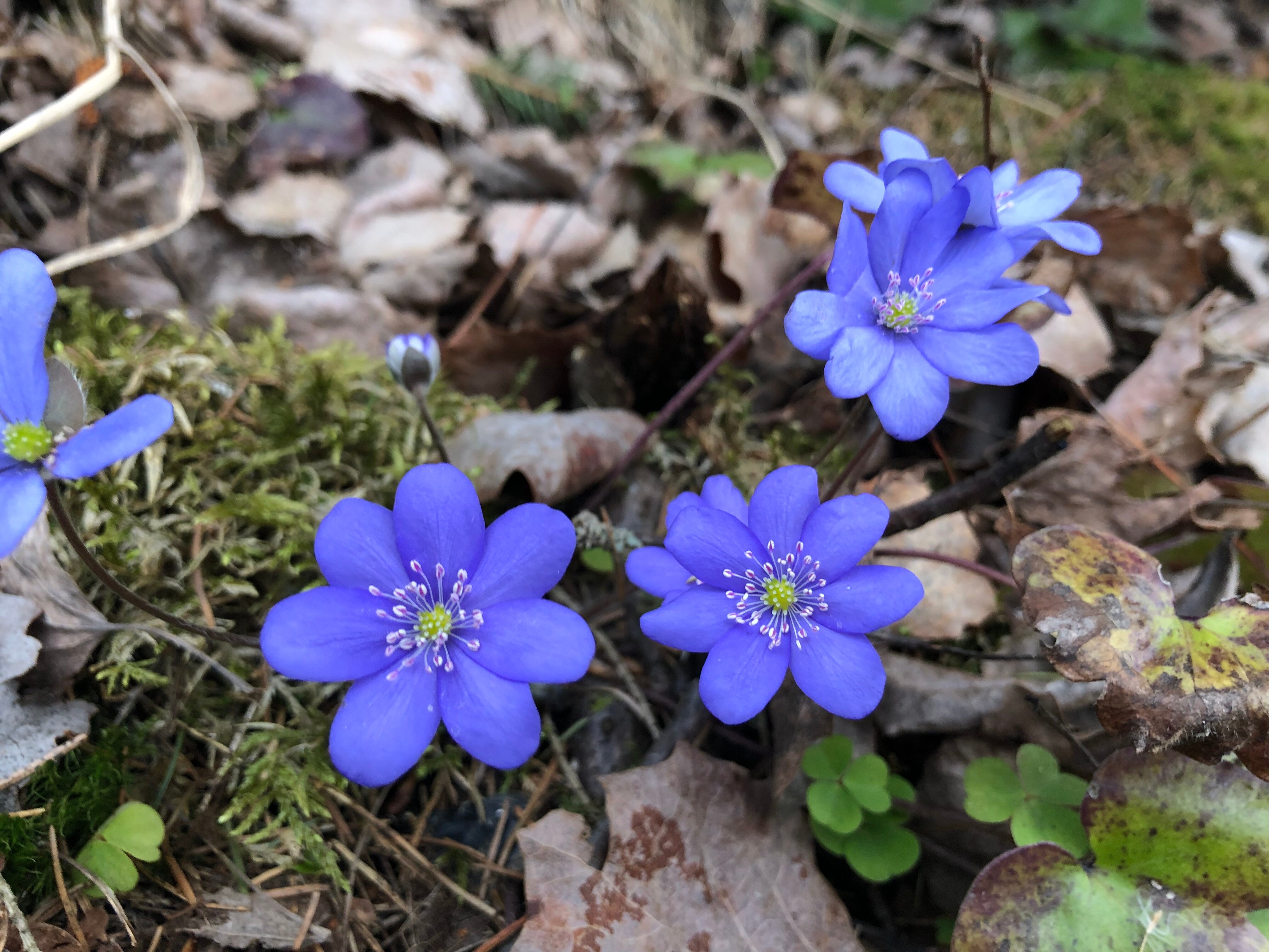 Фото Варёновка