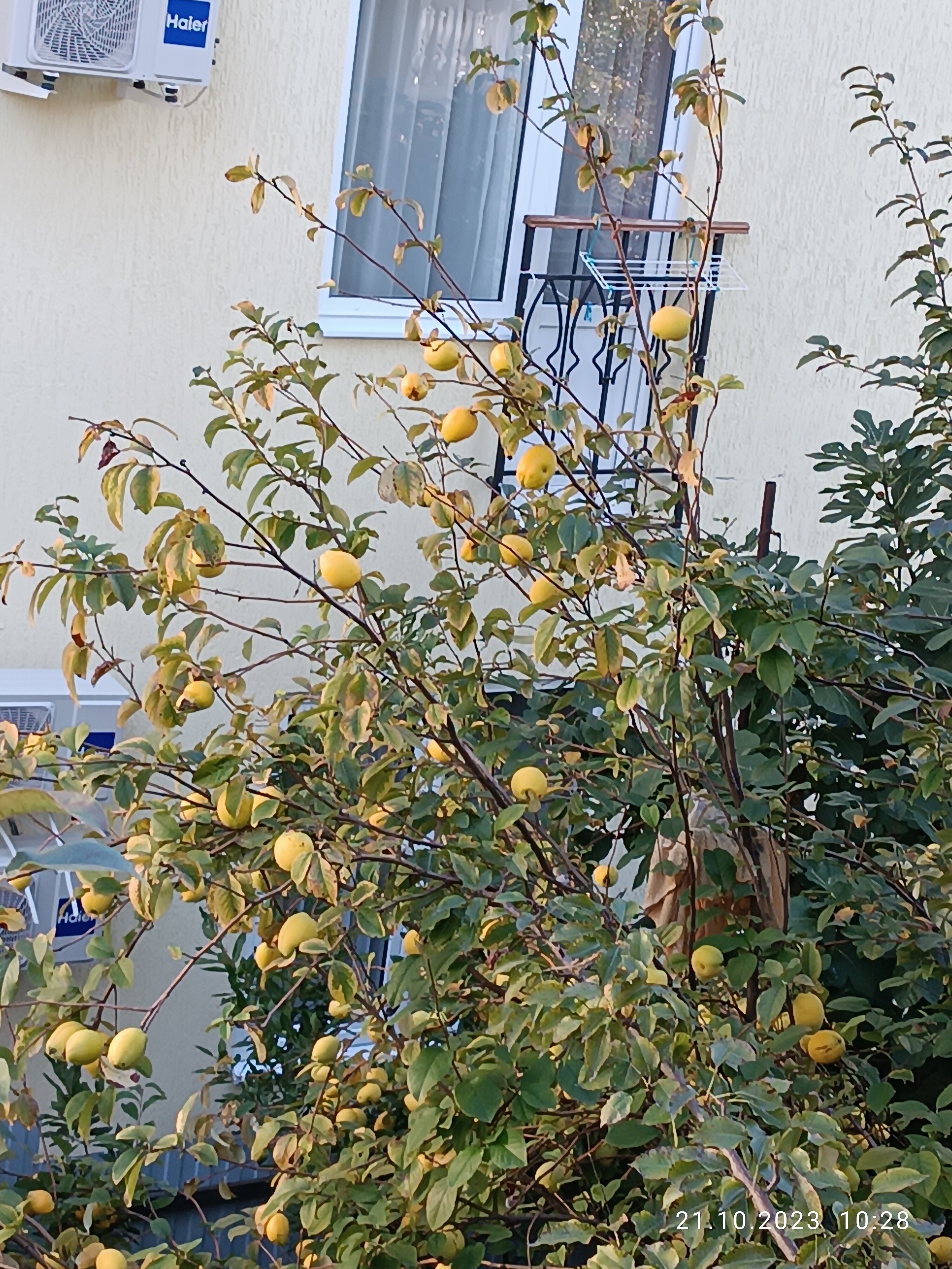 Фото Оливия