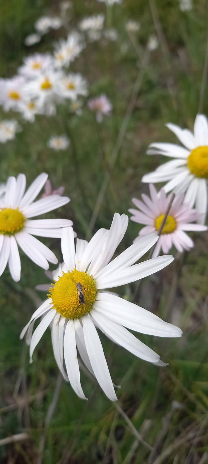 Фото Домик в Чемале