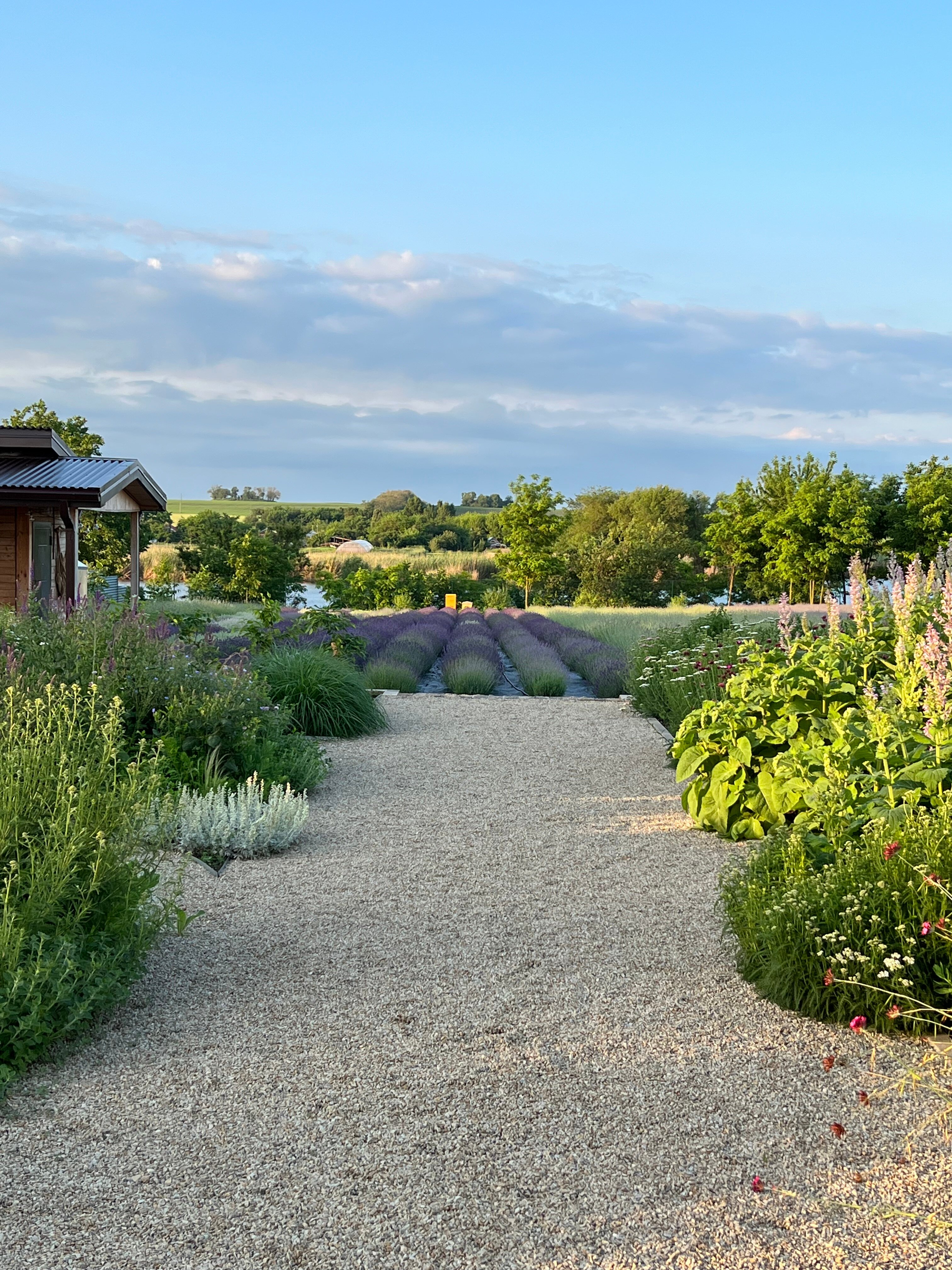 Фото Лавандовые холмы