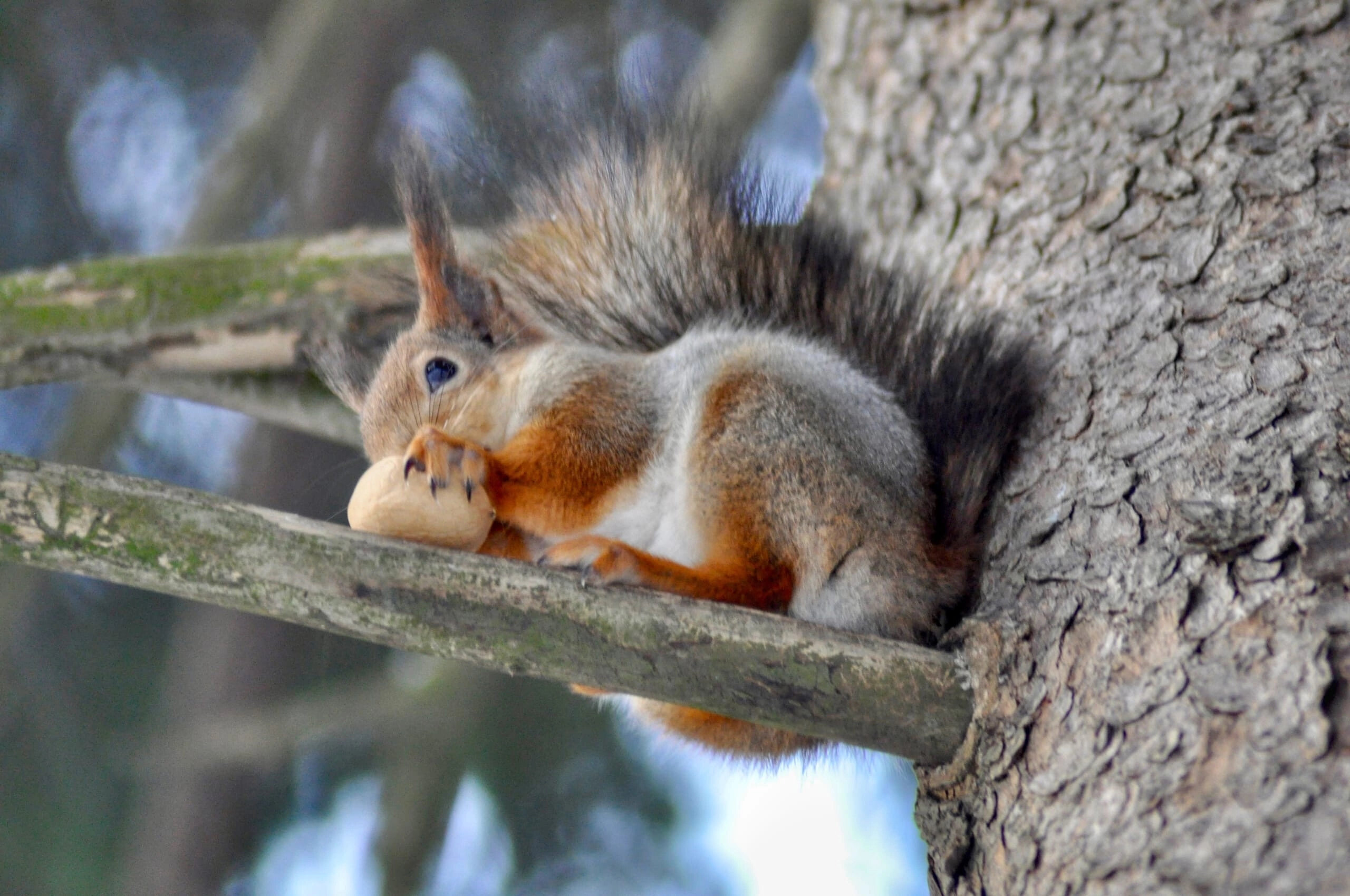 Фото Дворянское гнездо