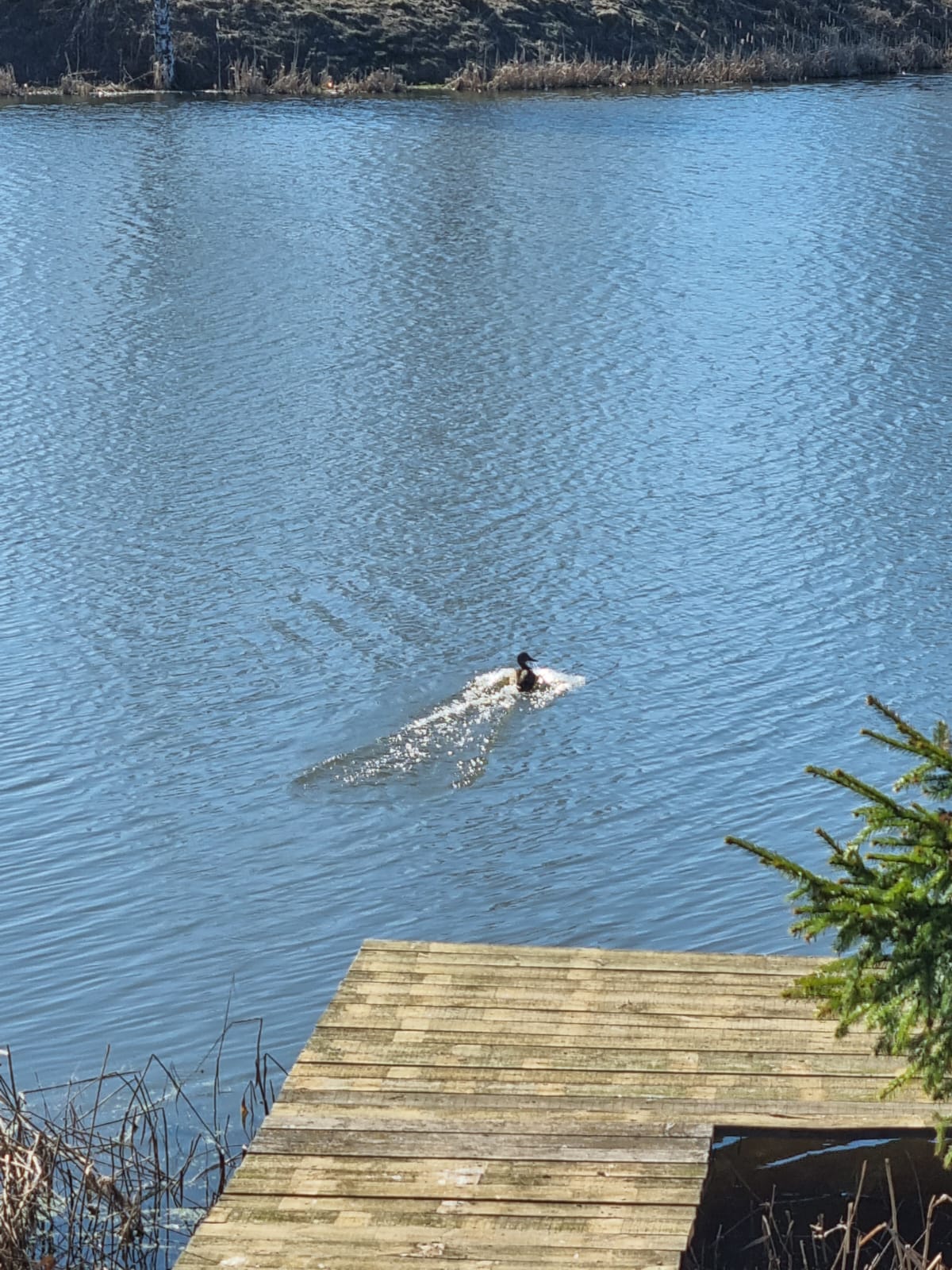 Фото Афрейм
