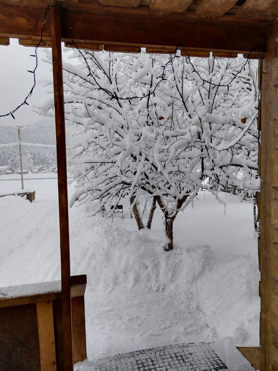 Фото Отдых Телецкое