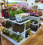 Flowers zhavoronki (Zhavoronki Village, Zheleznodorozhnaya ulitsa, лит17), flower shop