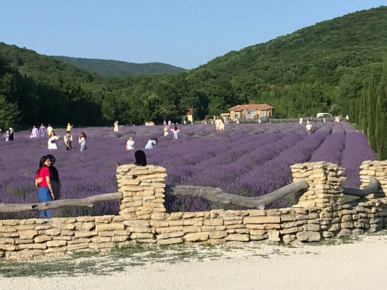 Парк культуры и отдыха Лавандовое поле, Краснодарский край, фото