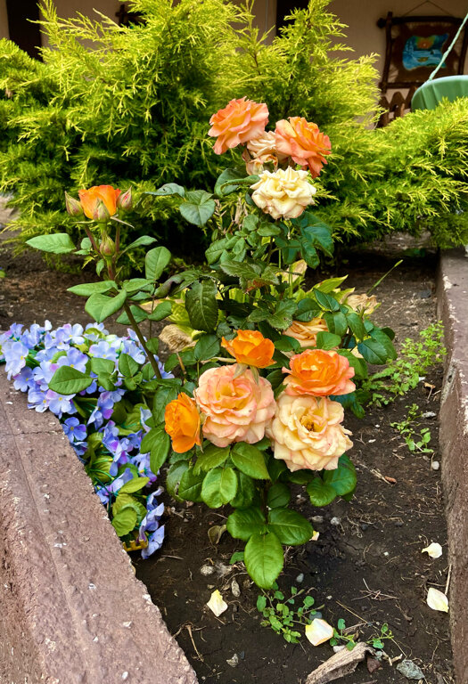 Фото Золотое Руно