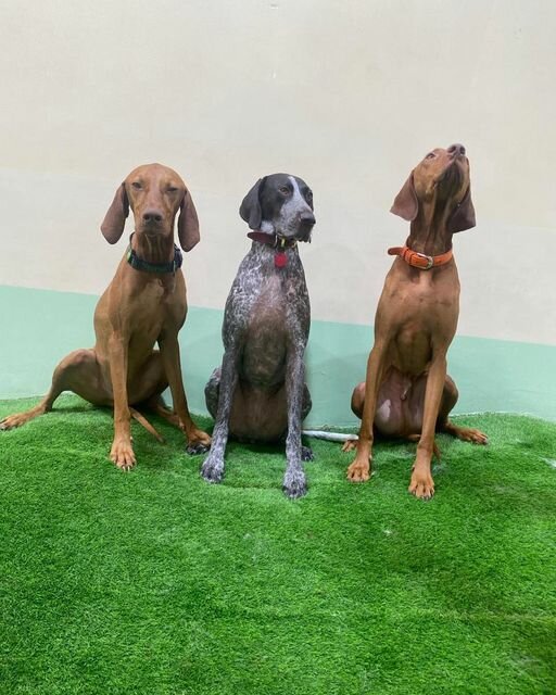 Pet salon The Barking Lot, Dubai, photo