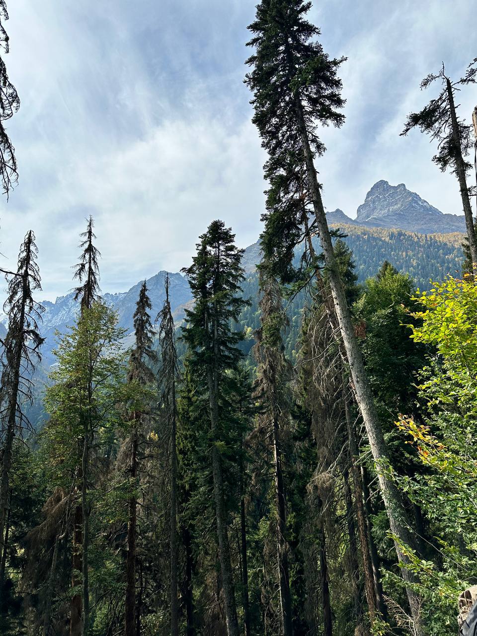 Фото Шафран