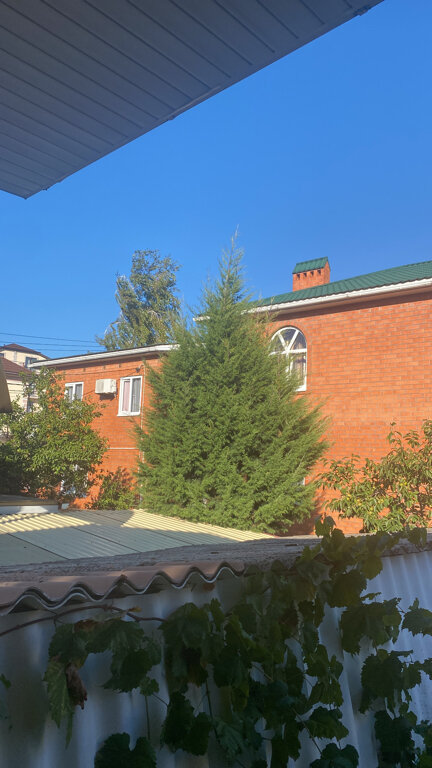 Фото Березы