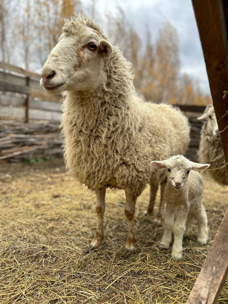 Фото Своя ферма