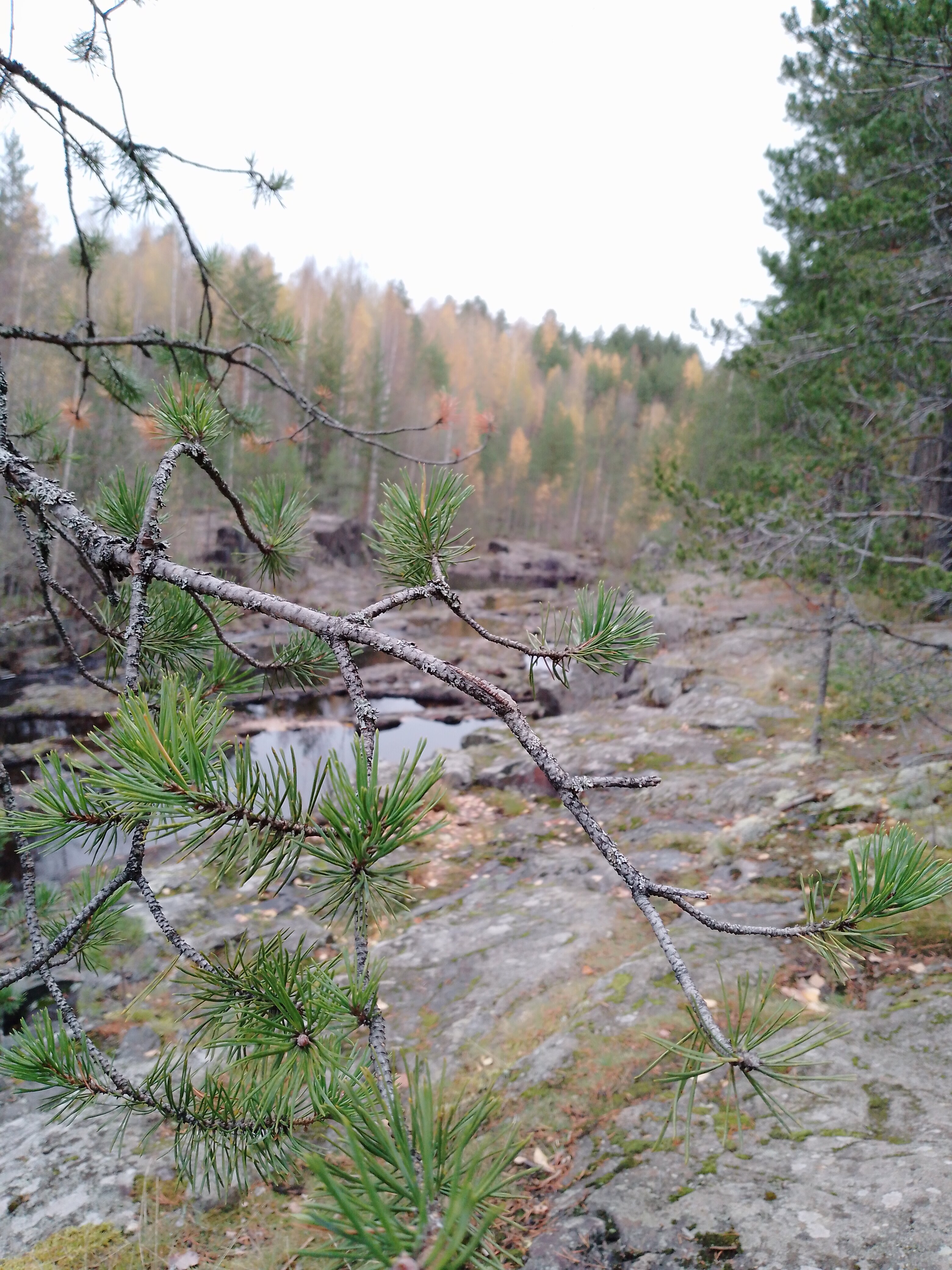 Фото Шуйская Слобода