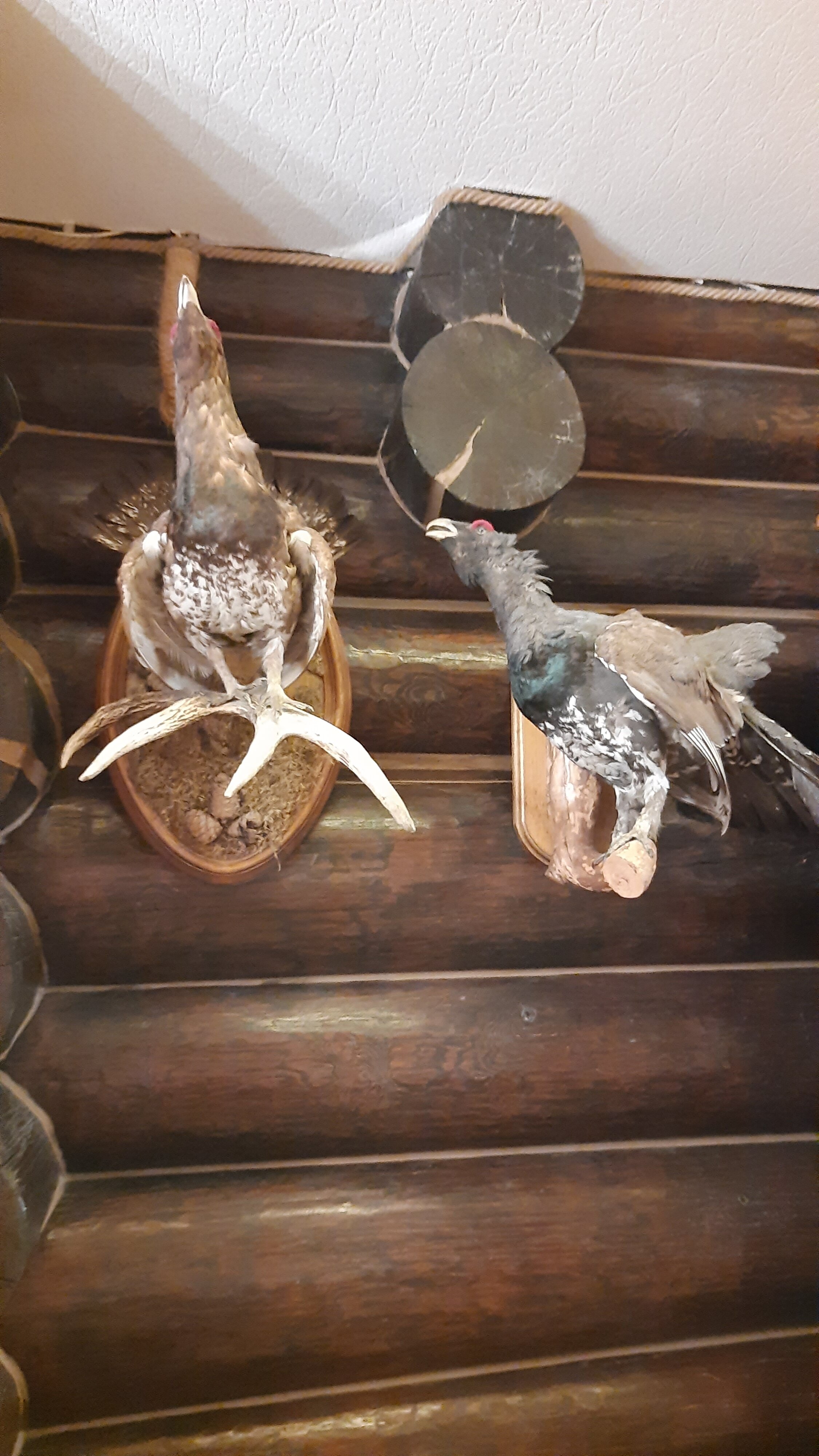 Фото Ловчий плюс