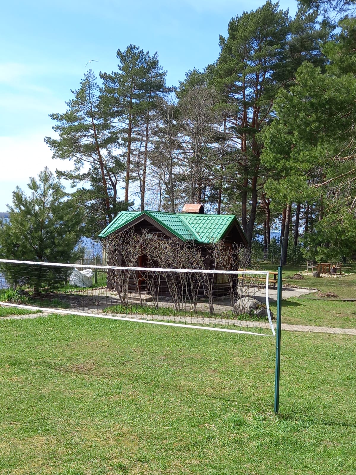 Фото Можжевеловый бор