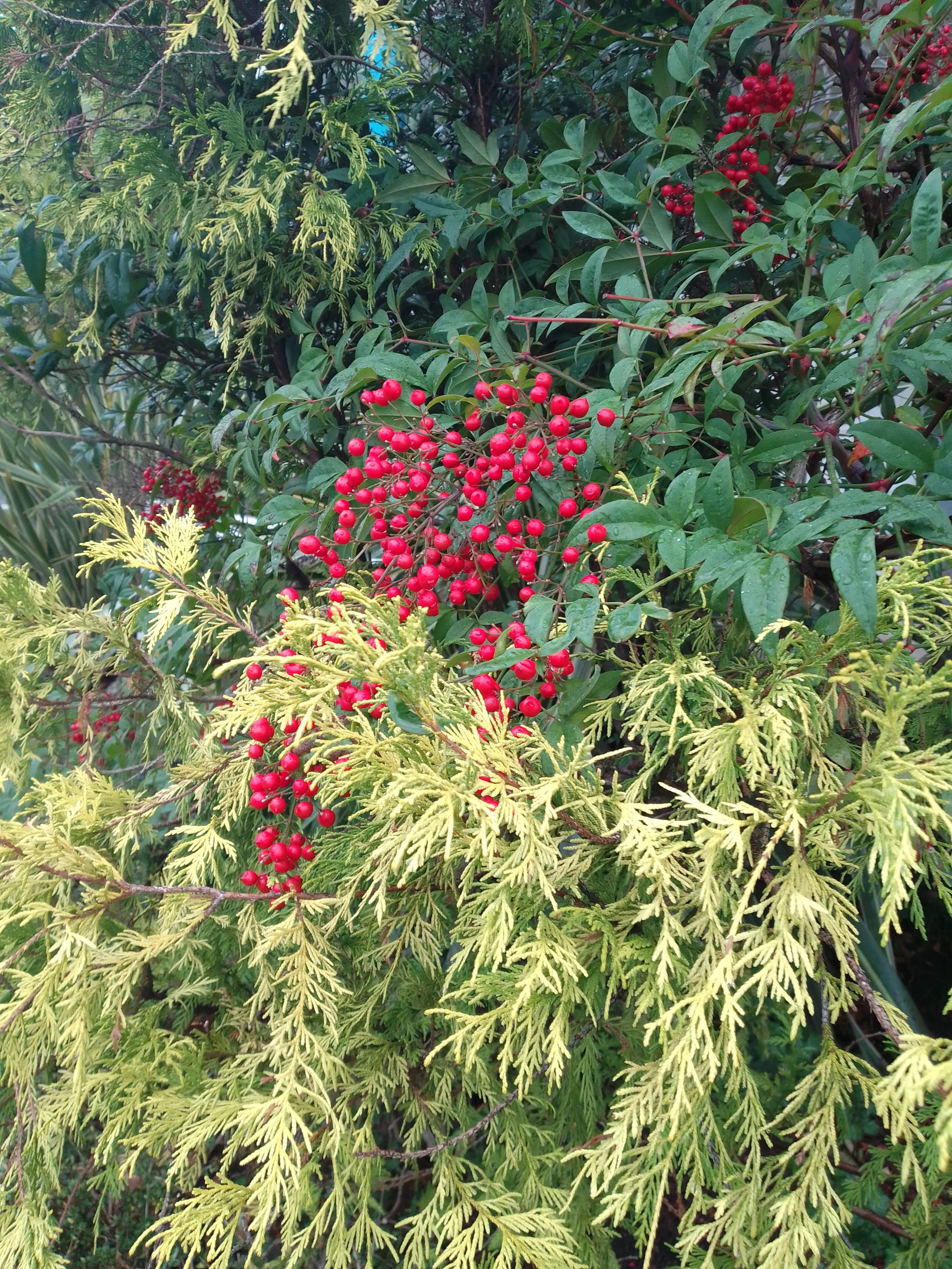 Фото Azimut Здоровье Ивушка