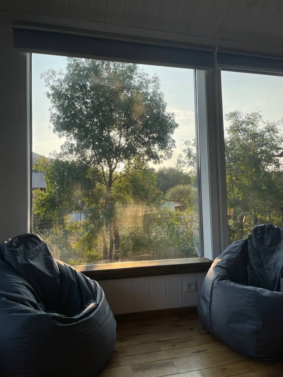 Фото Секвойя