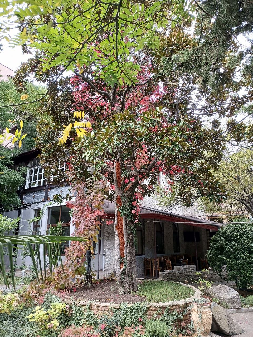 Фото Муссон