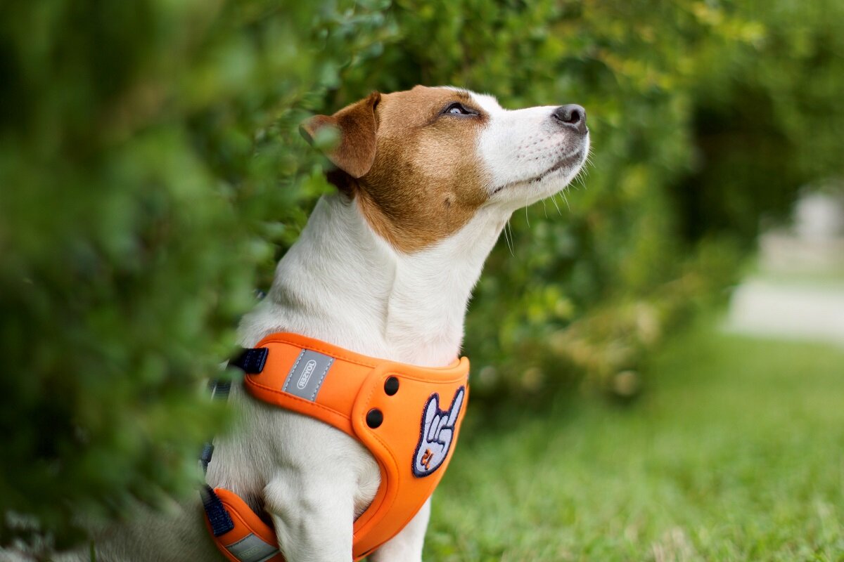 Фото Альфа Сириус Прибрежный квартал