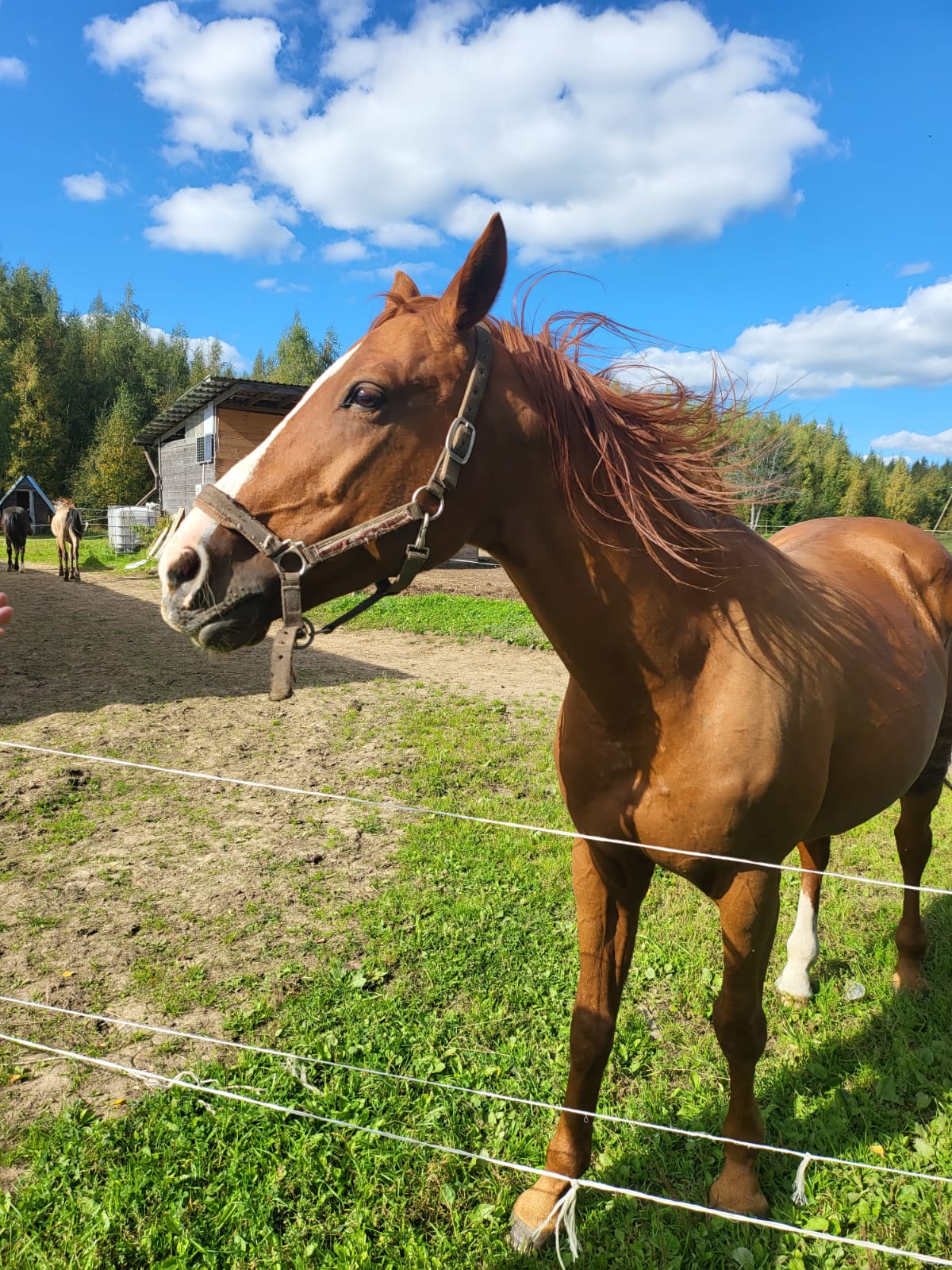 Фото Лосиный ключ