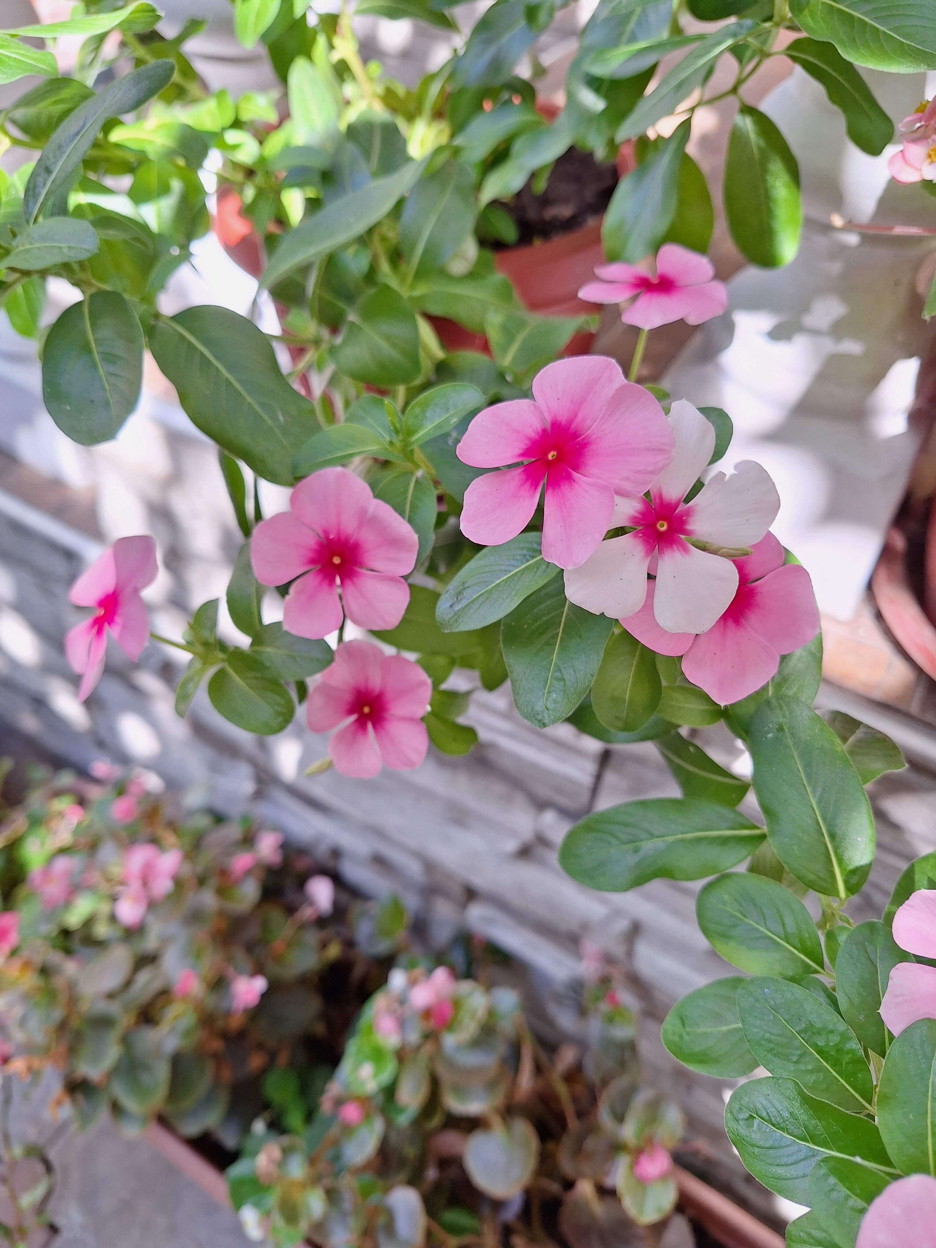 Фото Эдельвейс