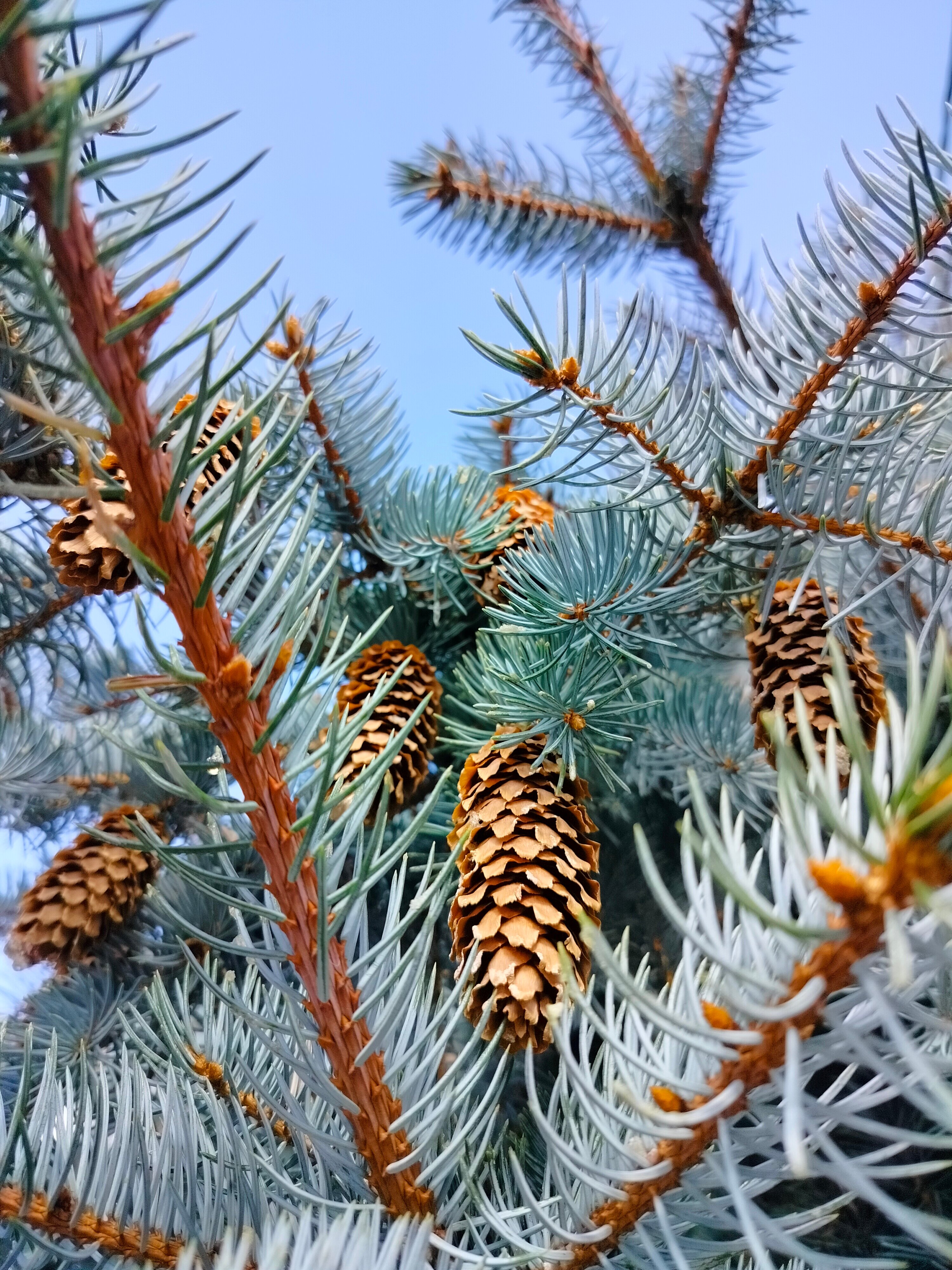 Фото Волшебный сад