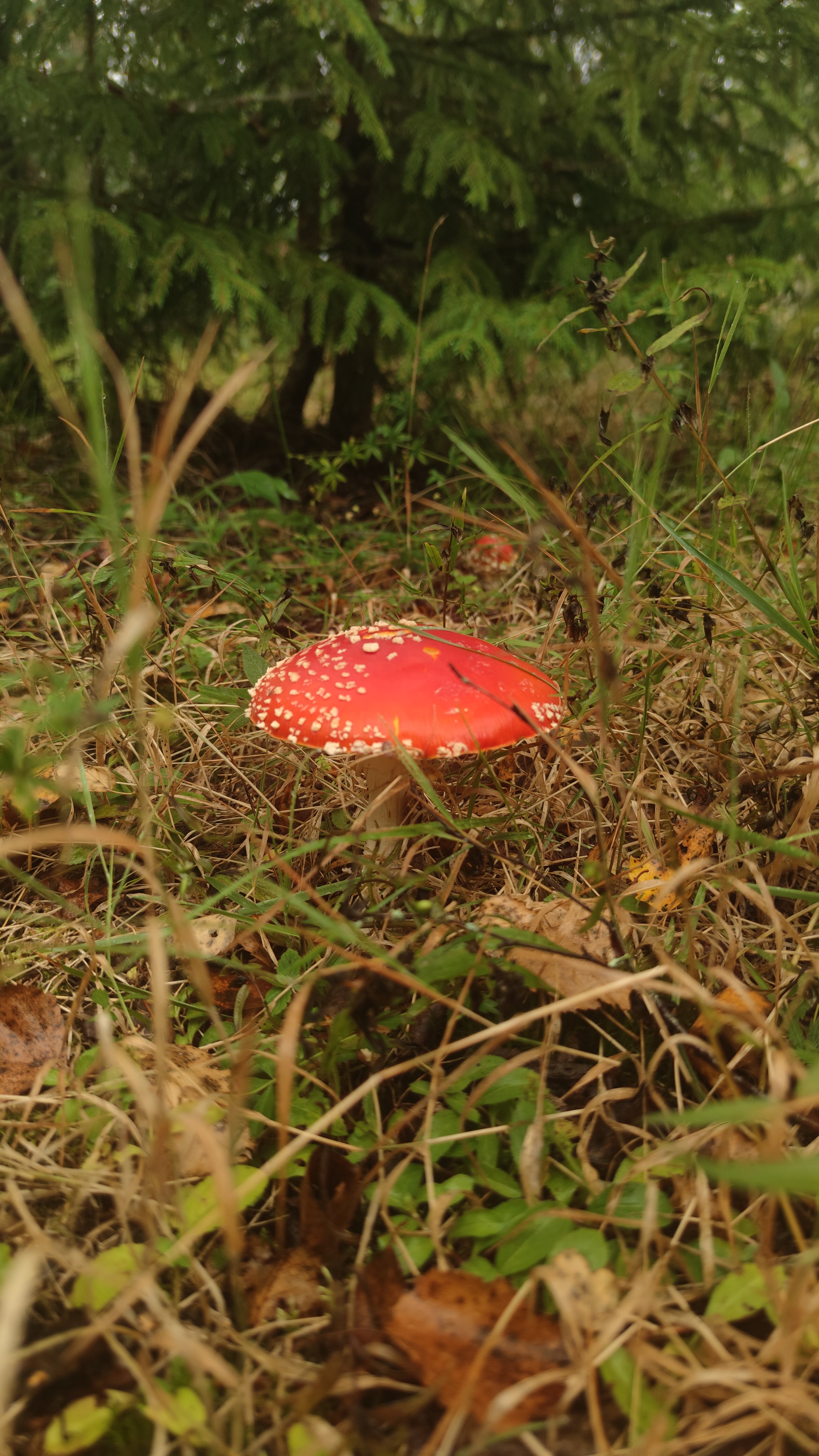 Фото Yagodavillage