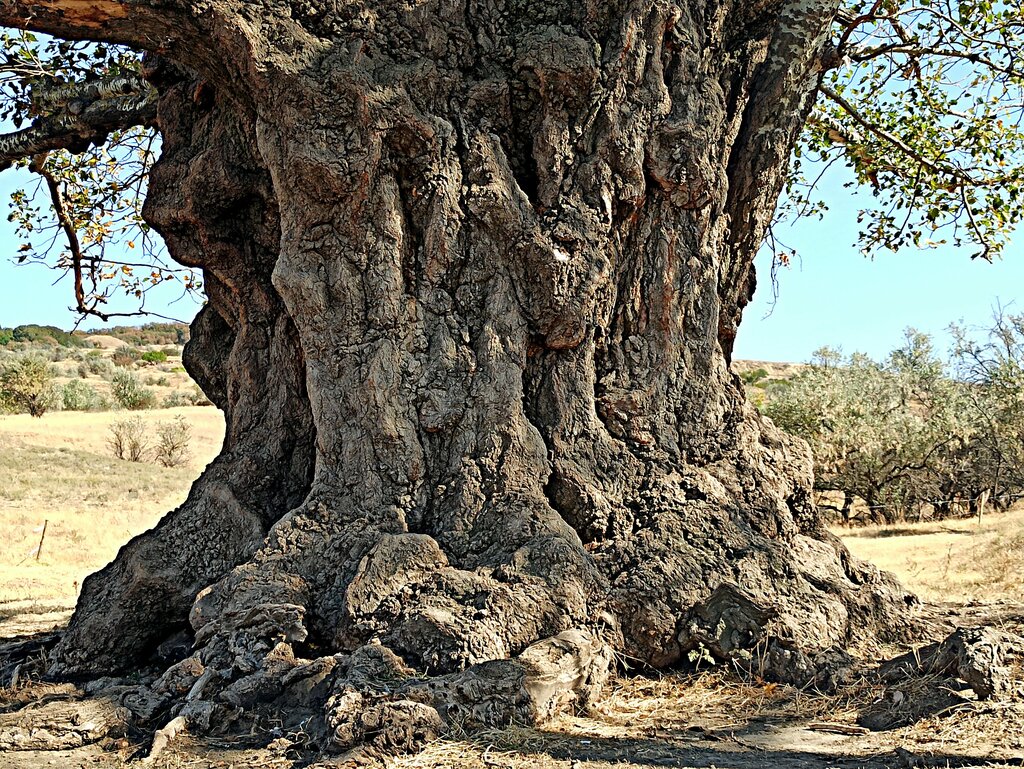 Көрікті жер Гигантская осина, Ставрополь өлкесі, фото