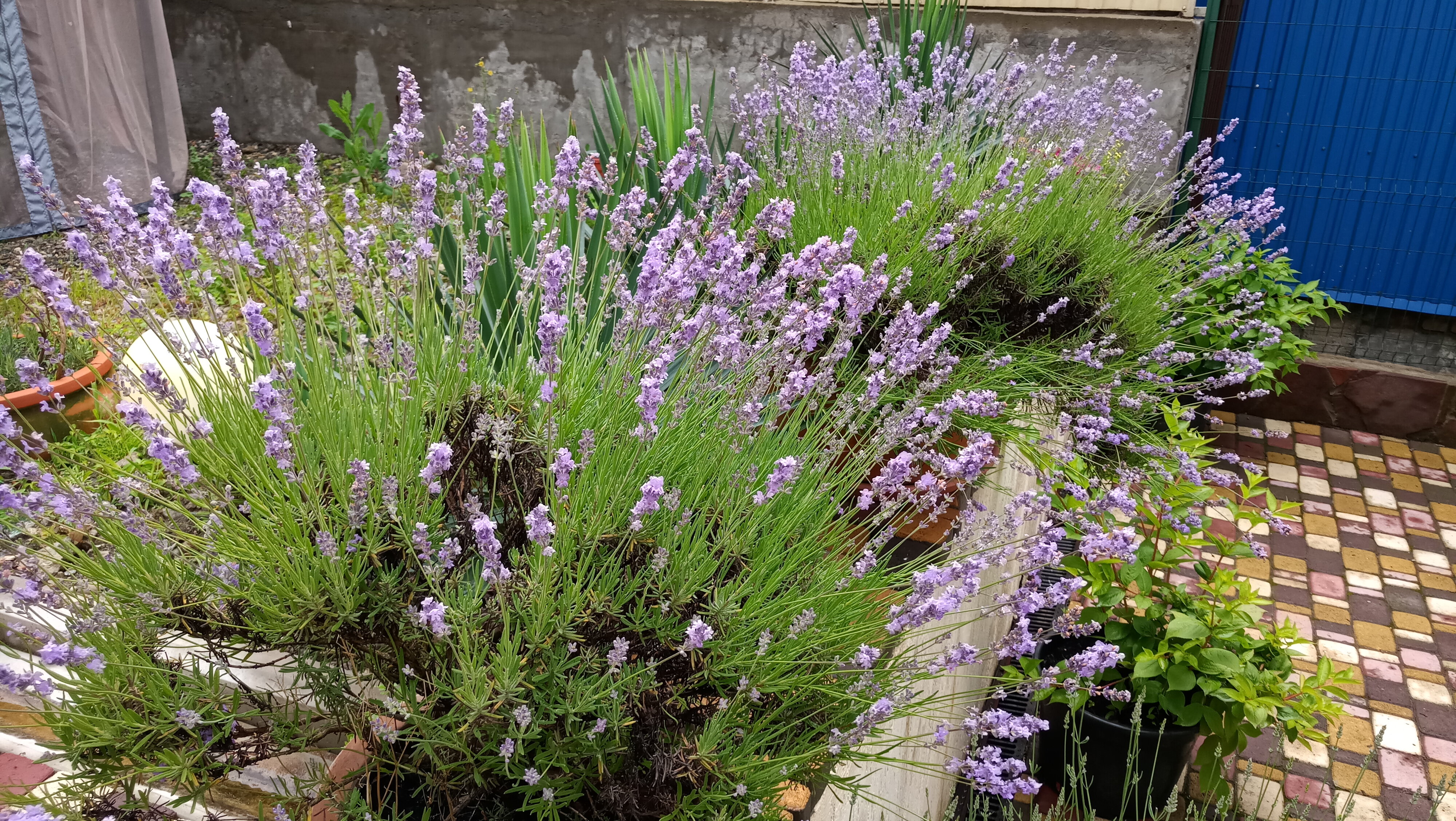 Фото Французский дом