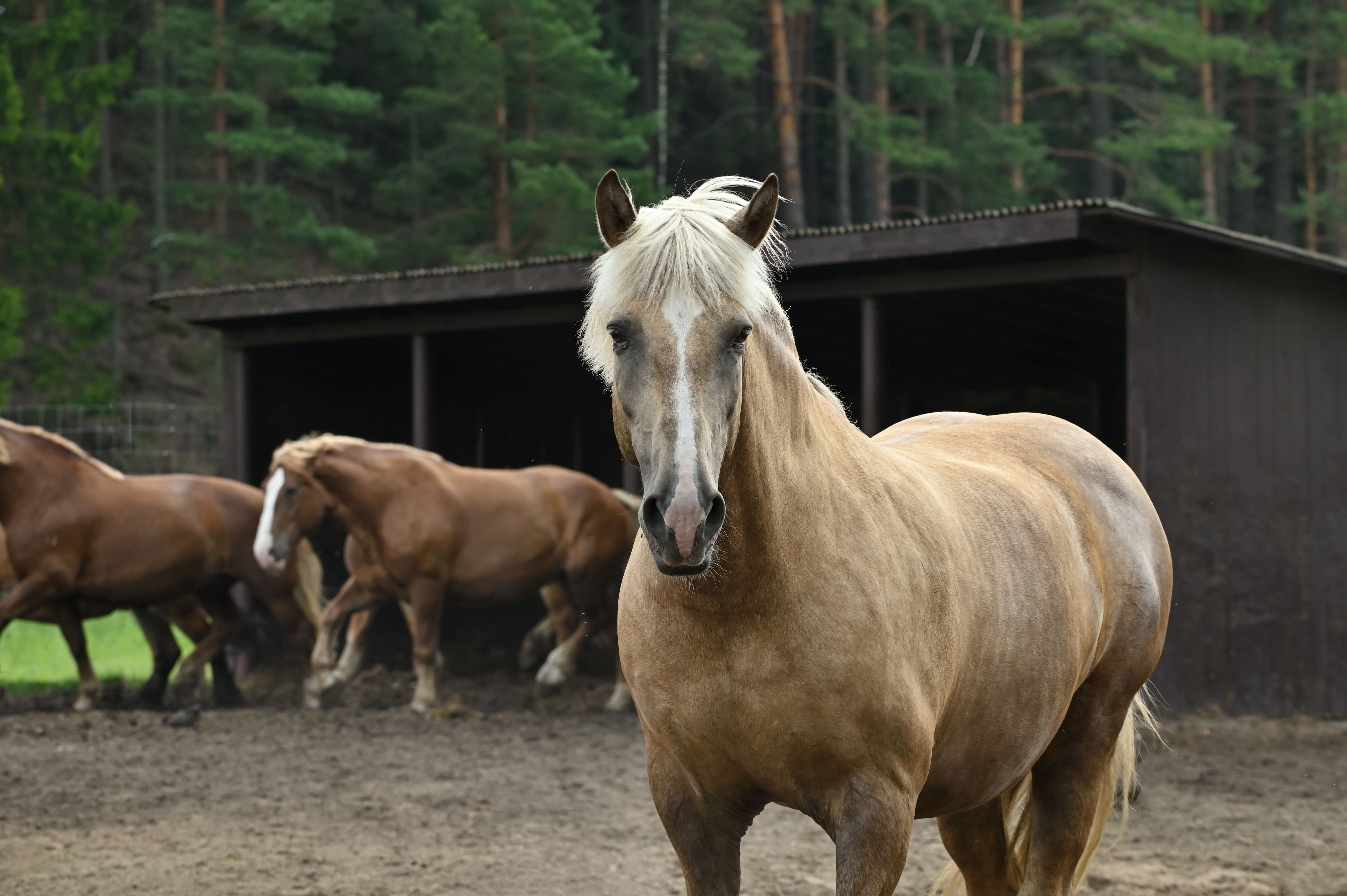 Фото Красный Бор