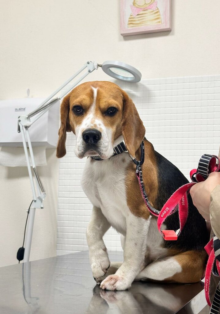 Veterinary clinic Zdoroviy Hvost, Moscow, photo