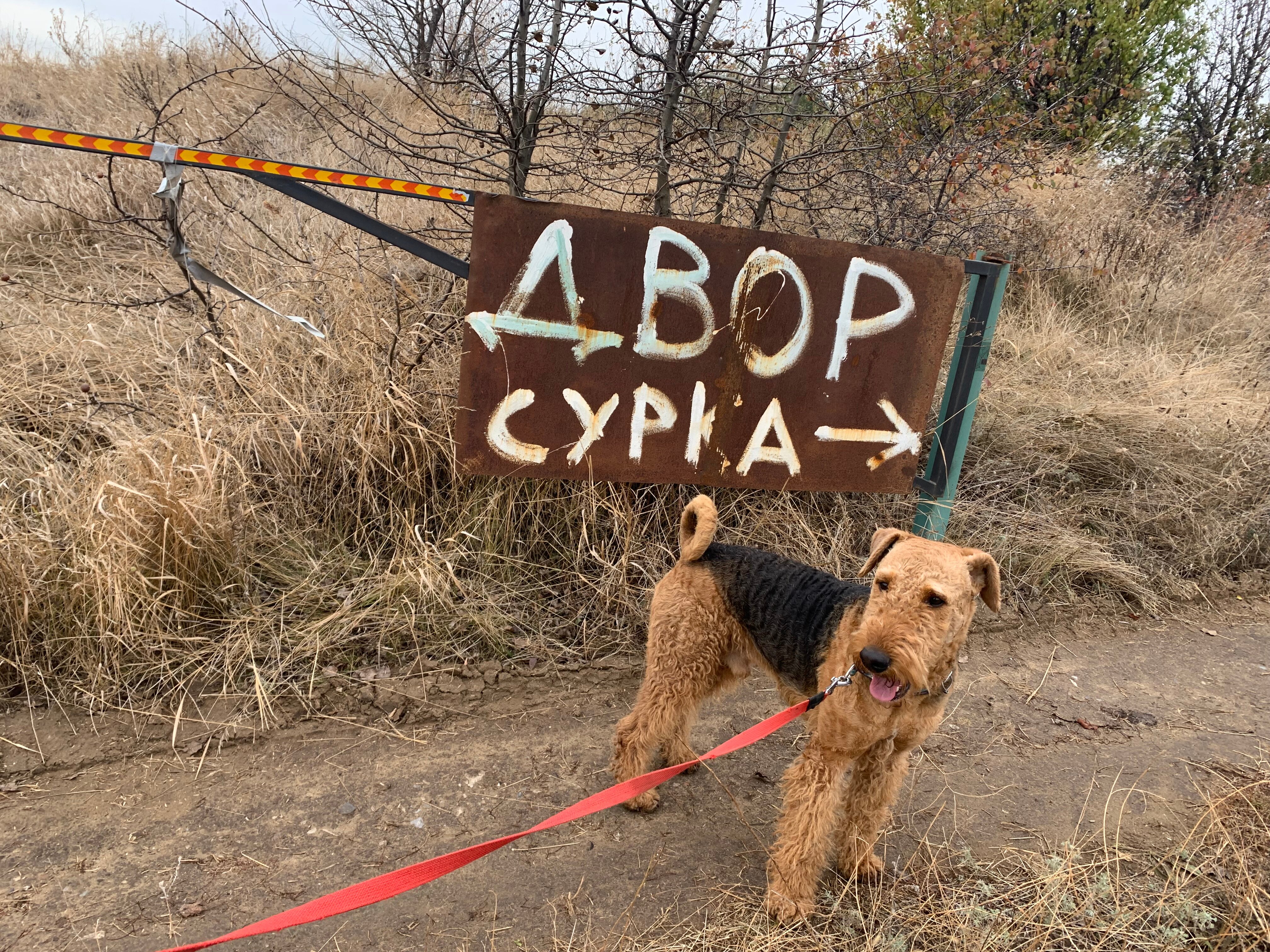 Фото Двор сурка