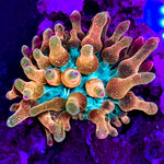 Reeflections Fish & Live Animals Trading (63B, Sheikh Mohammad Bin Zayed Road, Dubai), aquariums